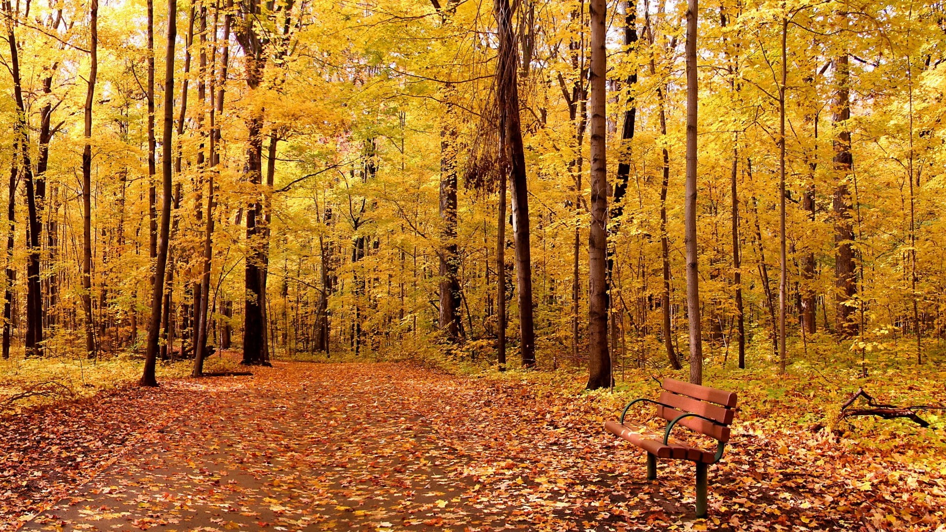 nature, leaves, branch, trees, fall, bench, wood, path, 1080P, forest, HD Wallpaper