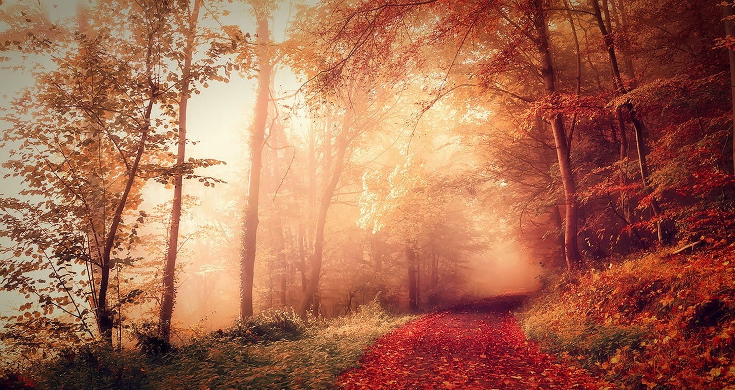tranquil scene, trees, trunk, growth, land, environment, leaves, autumn, tree trunk, forest, woodland, outdoors, fall, landscape, path, non-urban scene, HD Wallpaper