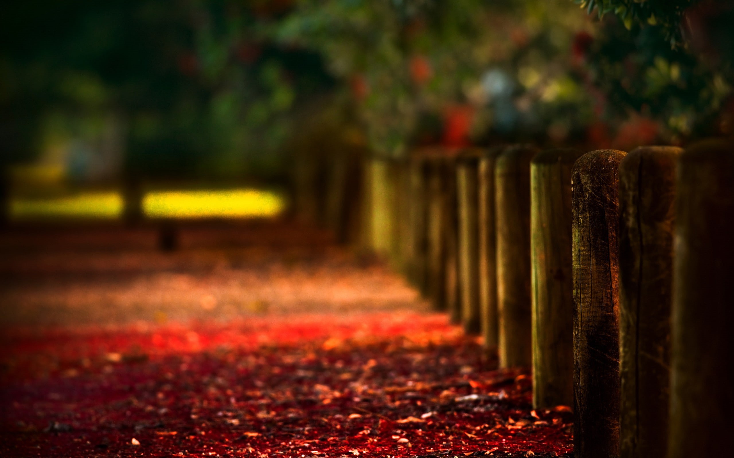 wood, tranquil scene, bokeh, nature, path, plant, outdoors, the way forward, no people, tree, fall, direction, fence, photography, selective focus, red, HD Wallpaper