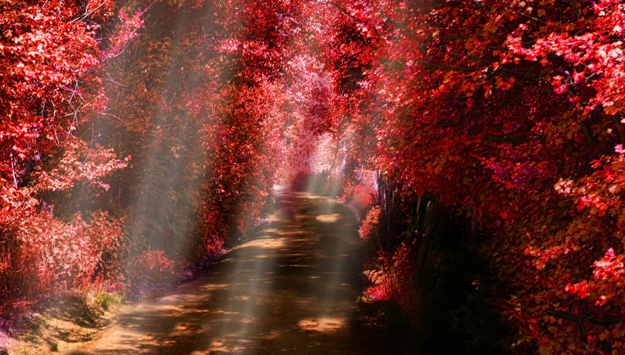 tranquility, 1080P, sunlight, fall, shrubs, direction, forest, environment, scenics - nature, road, tree, dirt road, outdoors, change, plant, leaves, autumn, HD Wallpaper