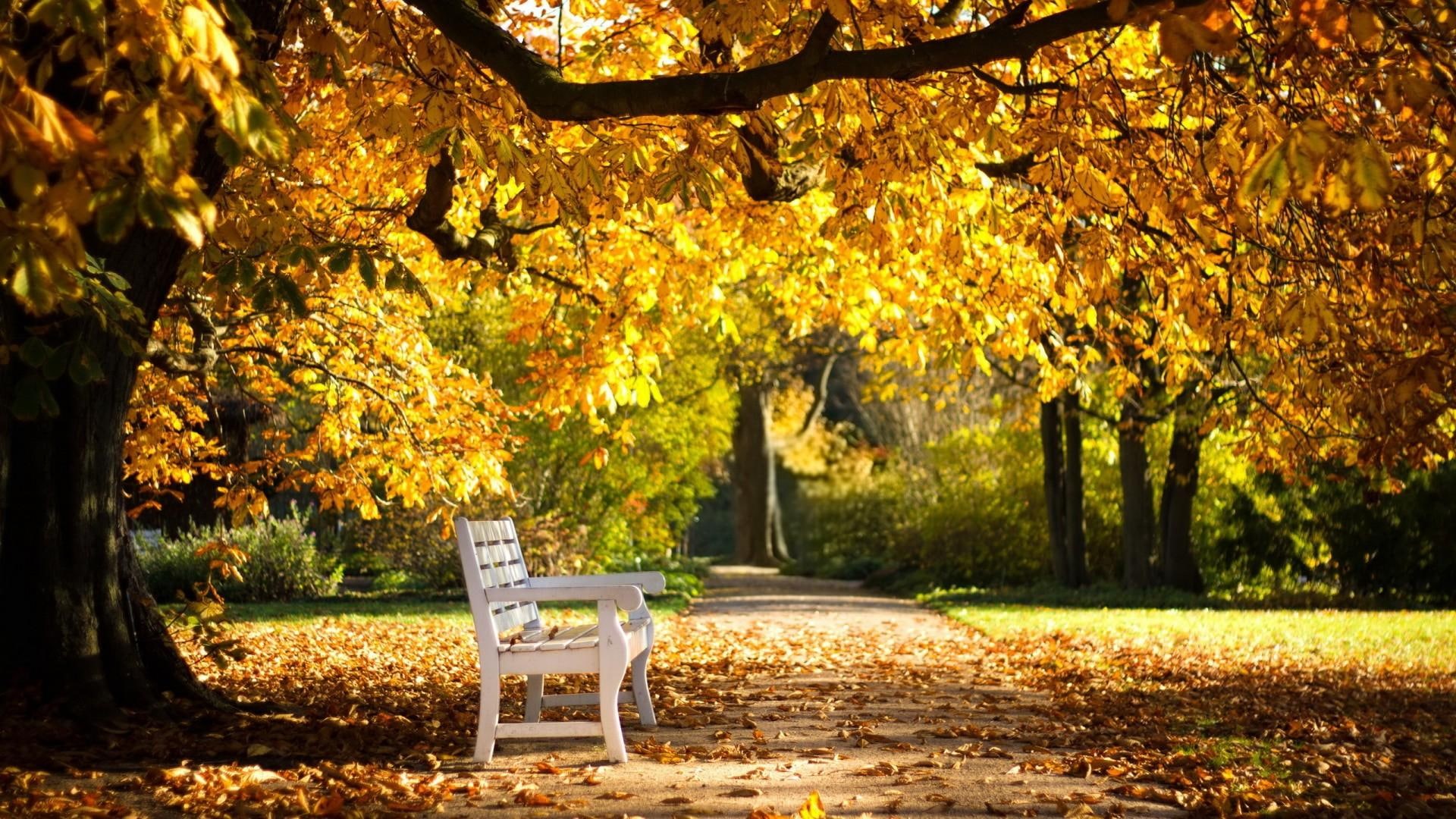 autumn, nature, sunshine, leaves, day, 1080P, park, path, fall, bench, sunny, HD Wallpaper