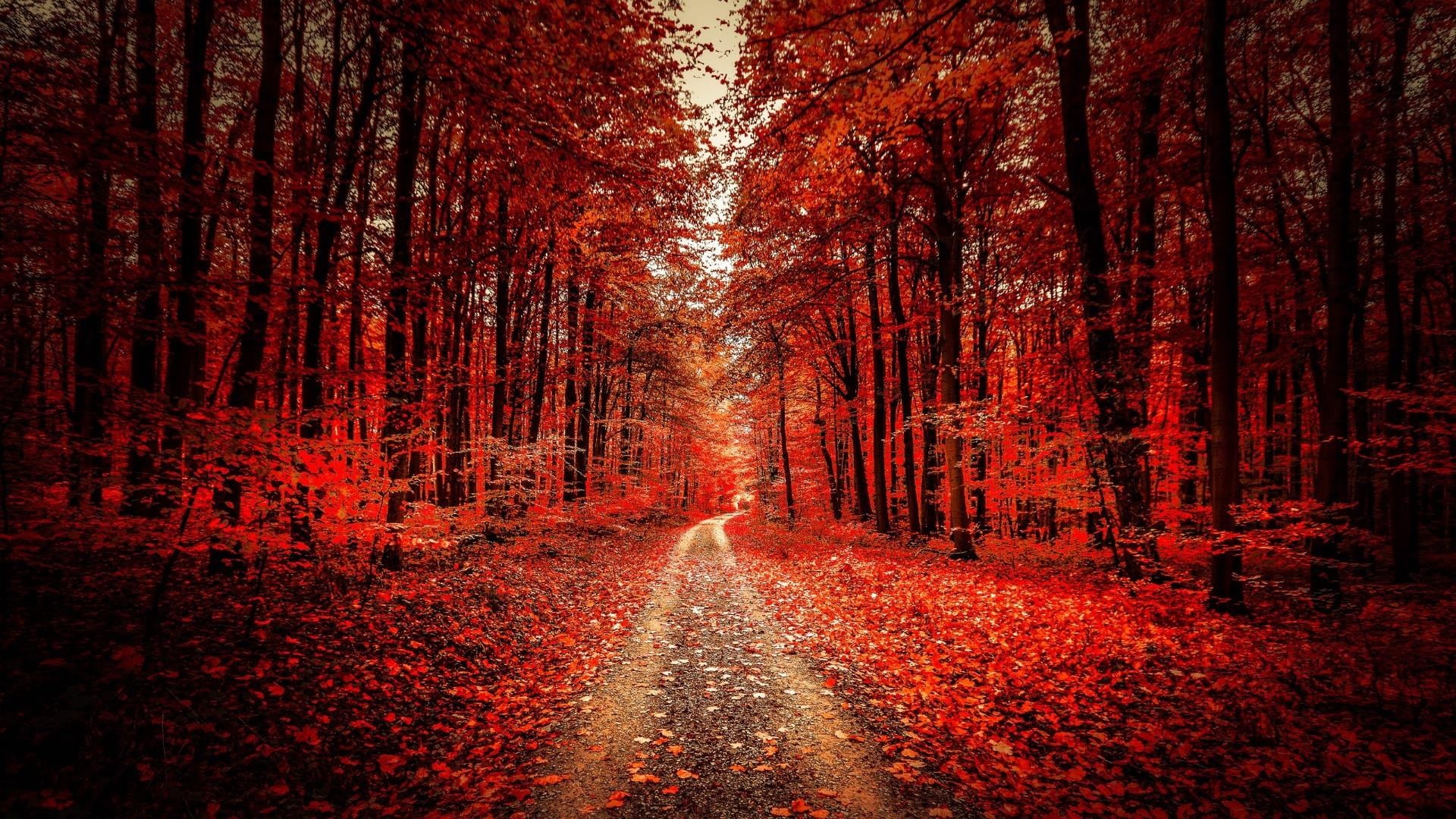 non-urban scene, nature, outdoors, tranquility, dirt road, scenics - nature, plant, forest path, deciduous, orange color, land, footpath, direction, woods, HD Wallpaper