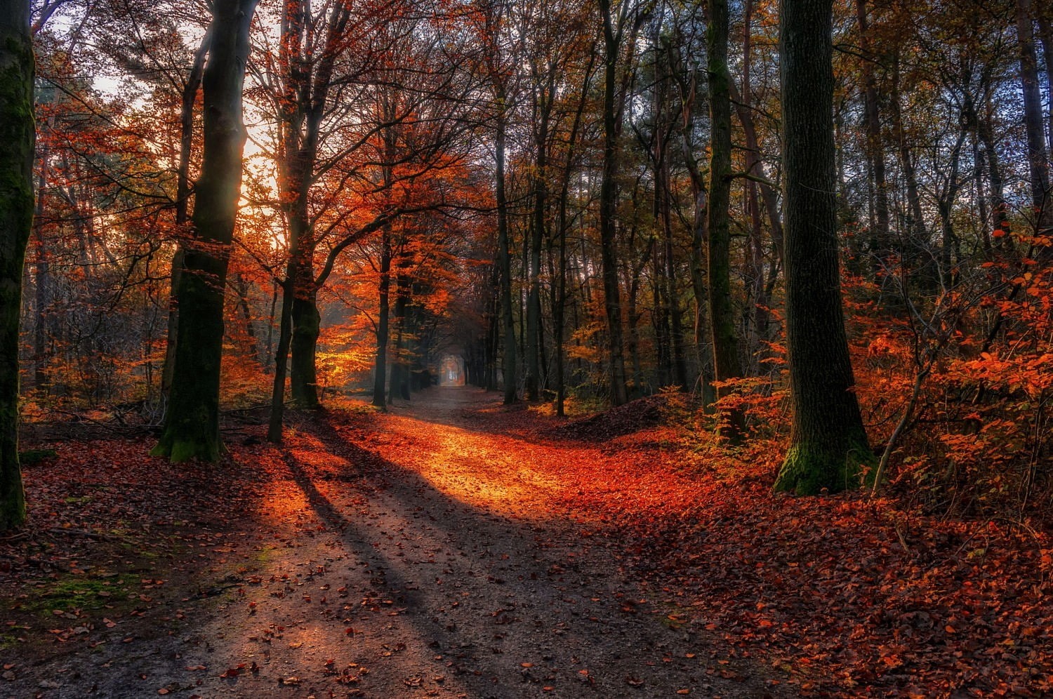 tree, land, forest, orange color, autumn, path, growth, tree trunk, 720P, footpath, tranquility, trees, outdoors, the way forward, fall, tranquil scene, HD Wallpaper
