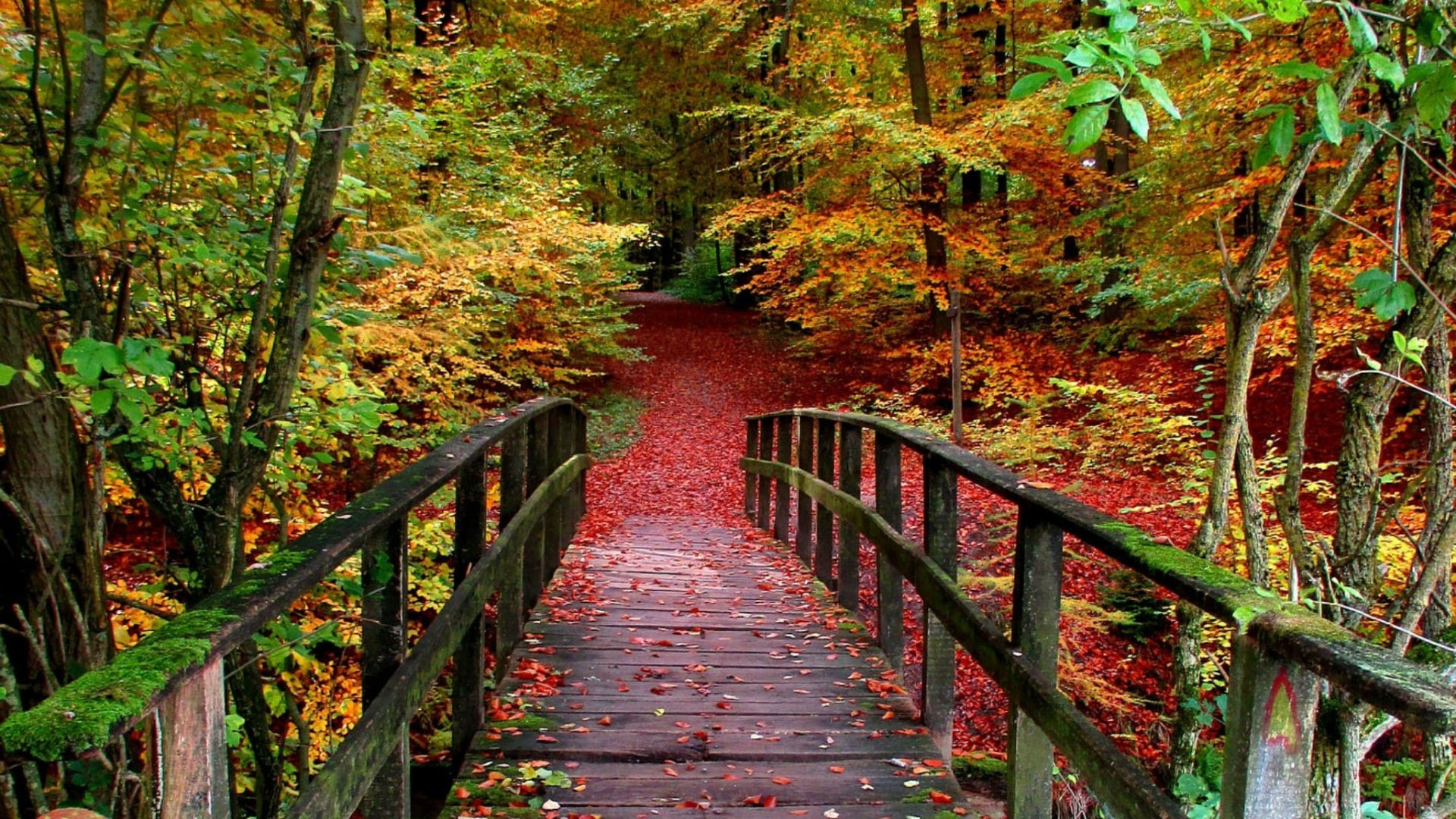 wood, leaves, colorful, tree, 1080P, wooden, leaf, autumn, fall, nature, daytime, forest, woodland, path, vegetation, bridge, HD Wallpaper