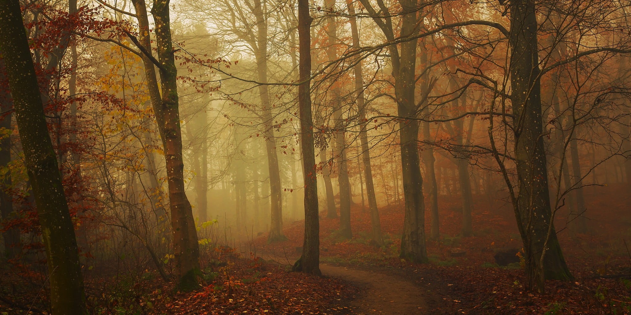 brown, tranquil scene, fall, autumn collection, trees, tranquility, path, leaves, environment, no people, landscape, plant, autumn, land, outdoors, scenics - nature, HD Wallpaper