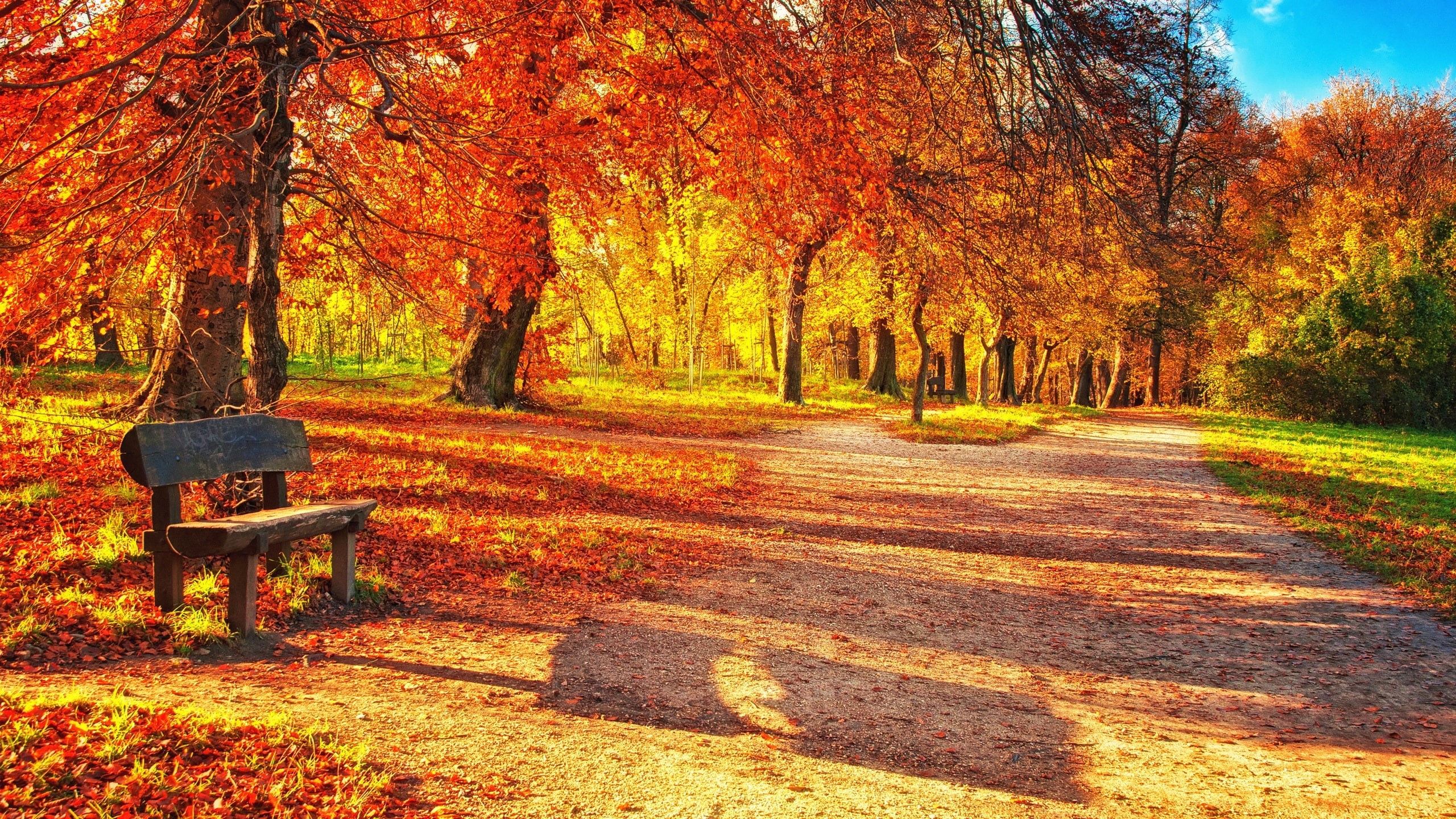 2K, Bench, Park, Sunlight, Autumn, Red, Leaves, Wood, HD Wallpaper