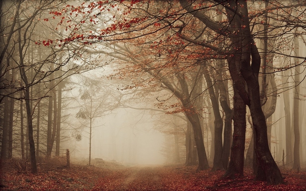 trees, tranquil scene, tree canopy, 480P, non-urban scene, environment, mist, leaves, autumn collection, autumn, red, branch, scenics - nature, no people, HD Wallpaper
