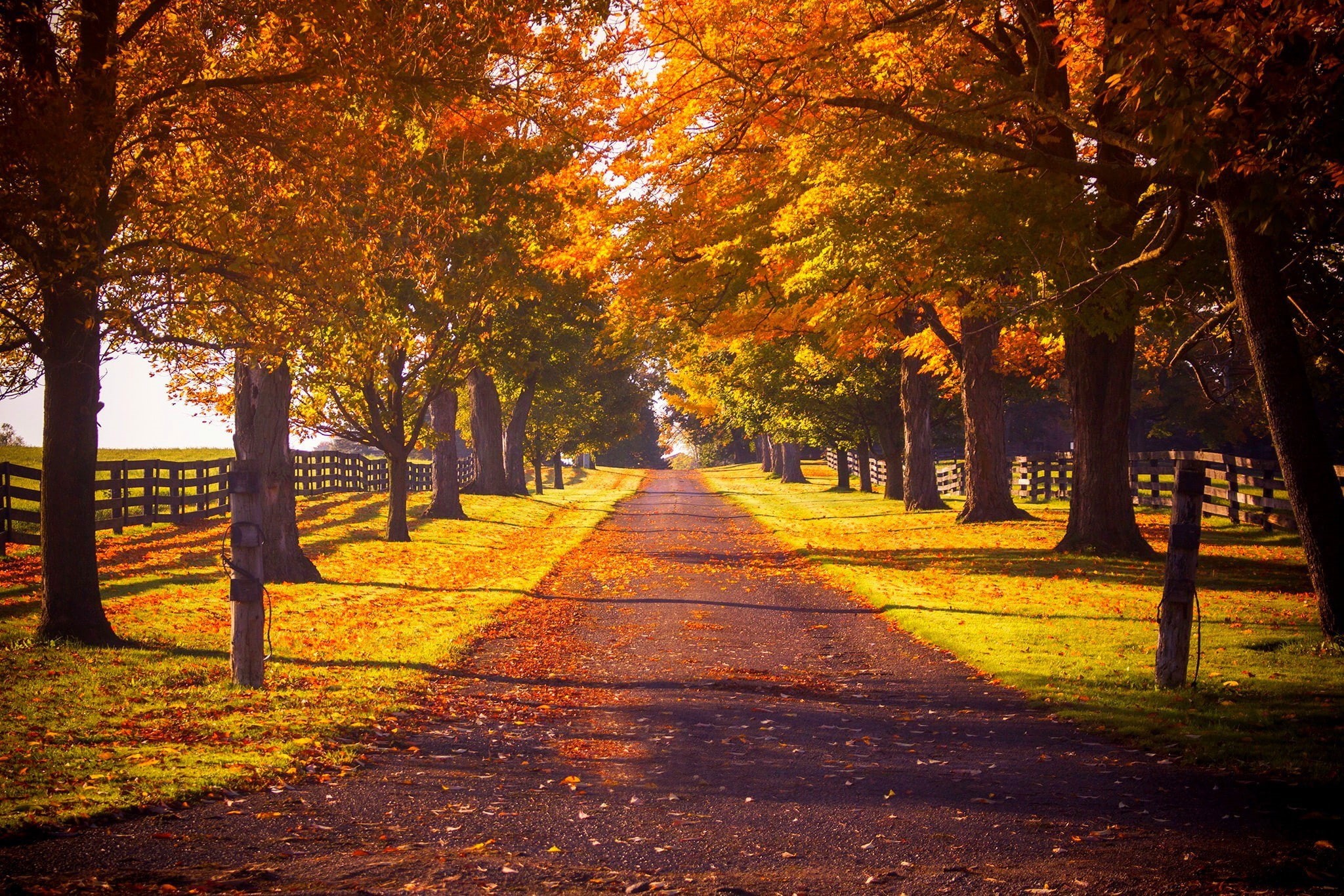 leaves, leave, Park, brown, walk, path, road, green, fall, colors, nature, forest, autumn, colorful, 1080P, trees, HD Wallpaper