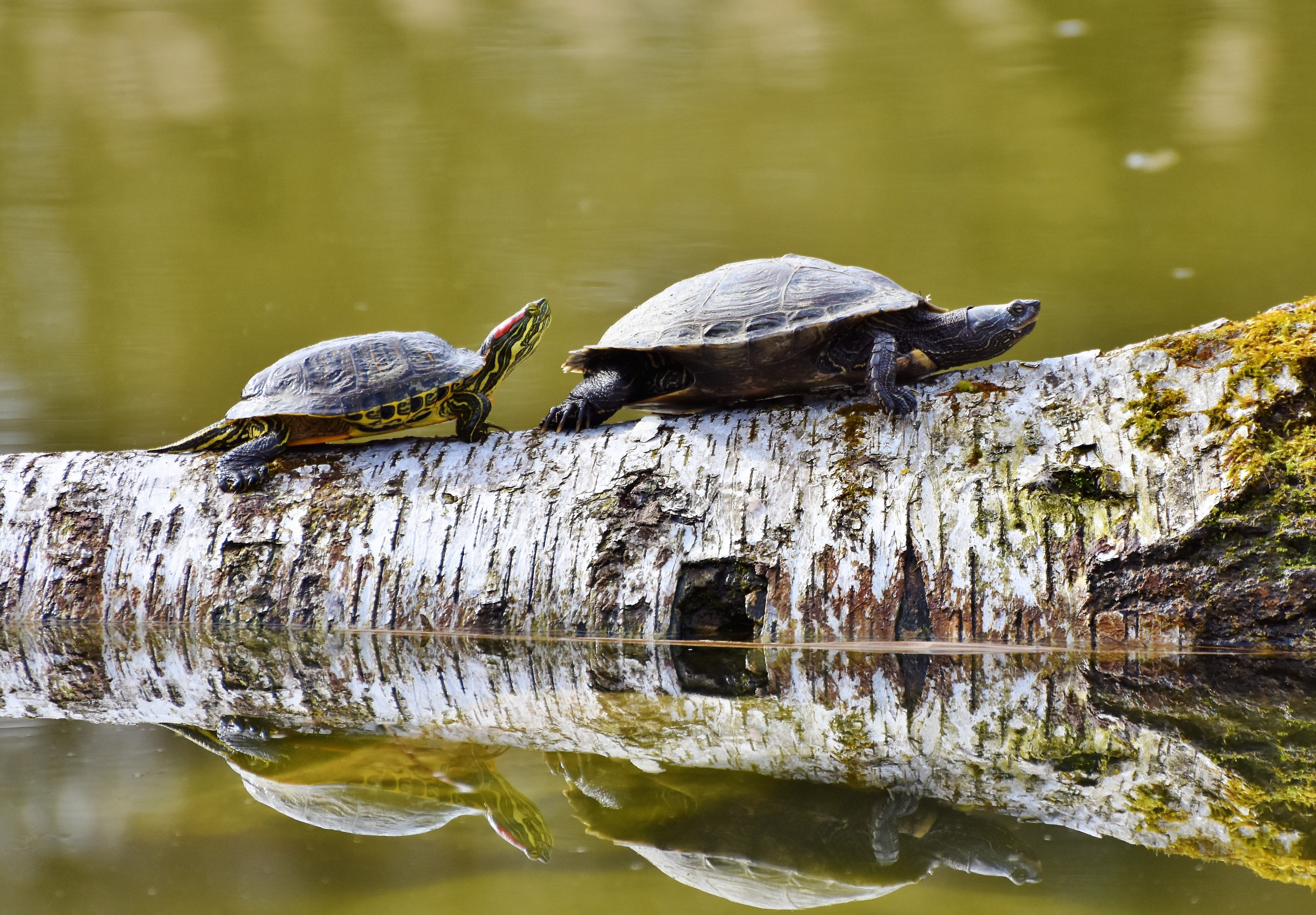 waterfront, wood - material, day, reptile, armored, animal themes, animal, on the water, reflection, mirroring, outdoors, sunbathing, turtles, lake, 4K, HD Wallpaper