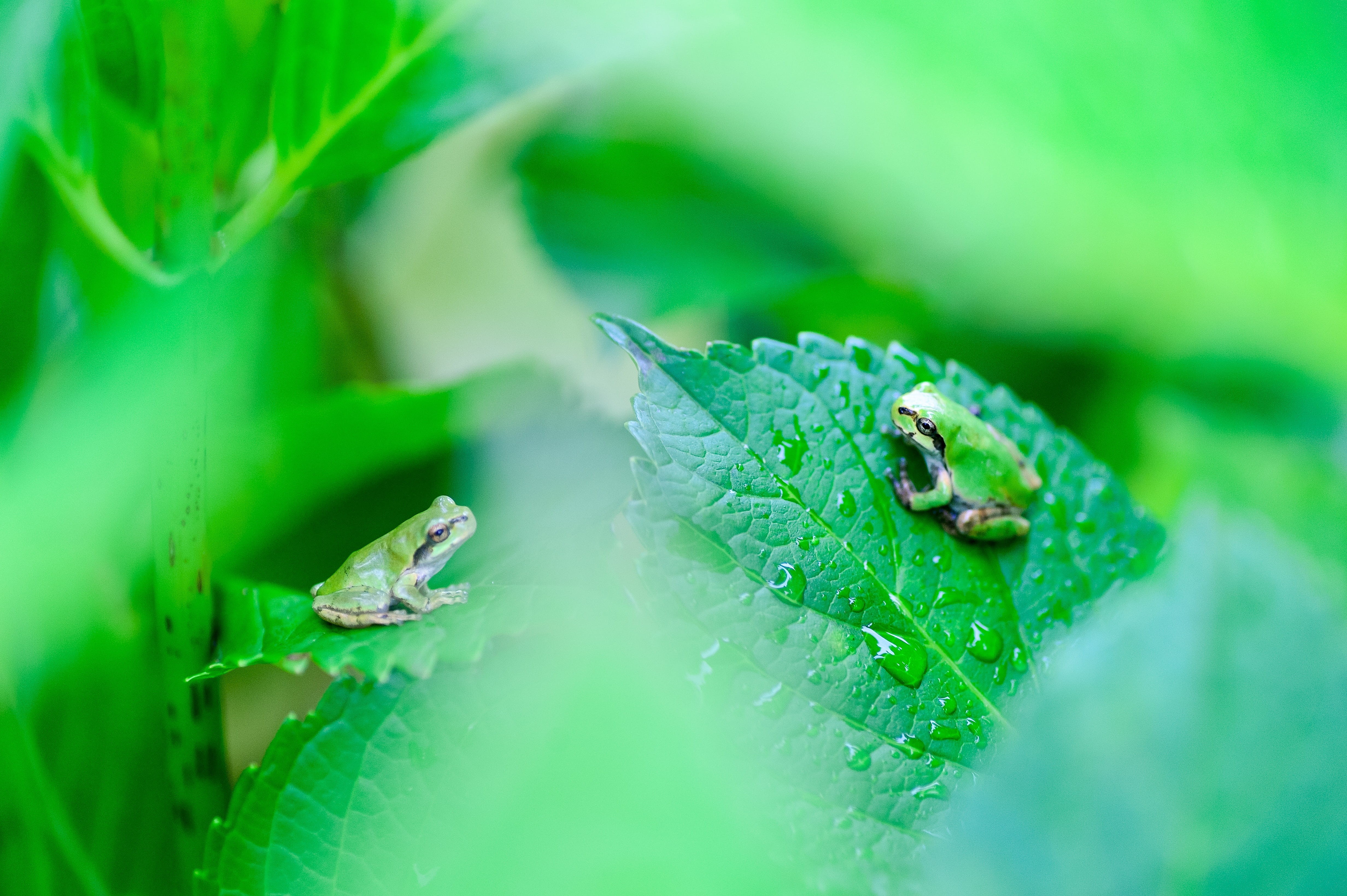 Japan, animal, environment, close-up, Plant, springtime, freshness, 4K, dew, amphibian, one animal, creatures, photography, frogs, rainy season, Green, HD Wallpaper