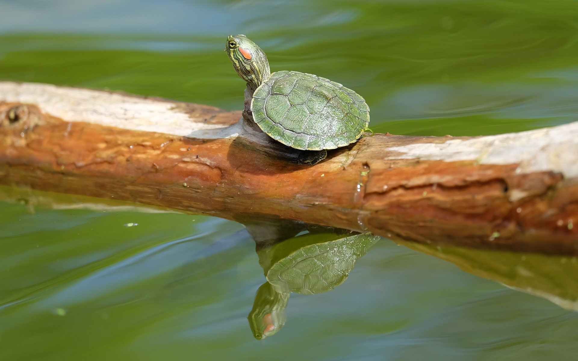 slider, focus on foreground, aquatic, nature, green color, selective focus, animals in the wild, animal themes, reptile, lake, one animal, wood - material, HD Wallpaper
