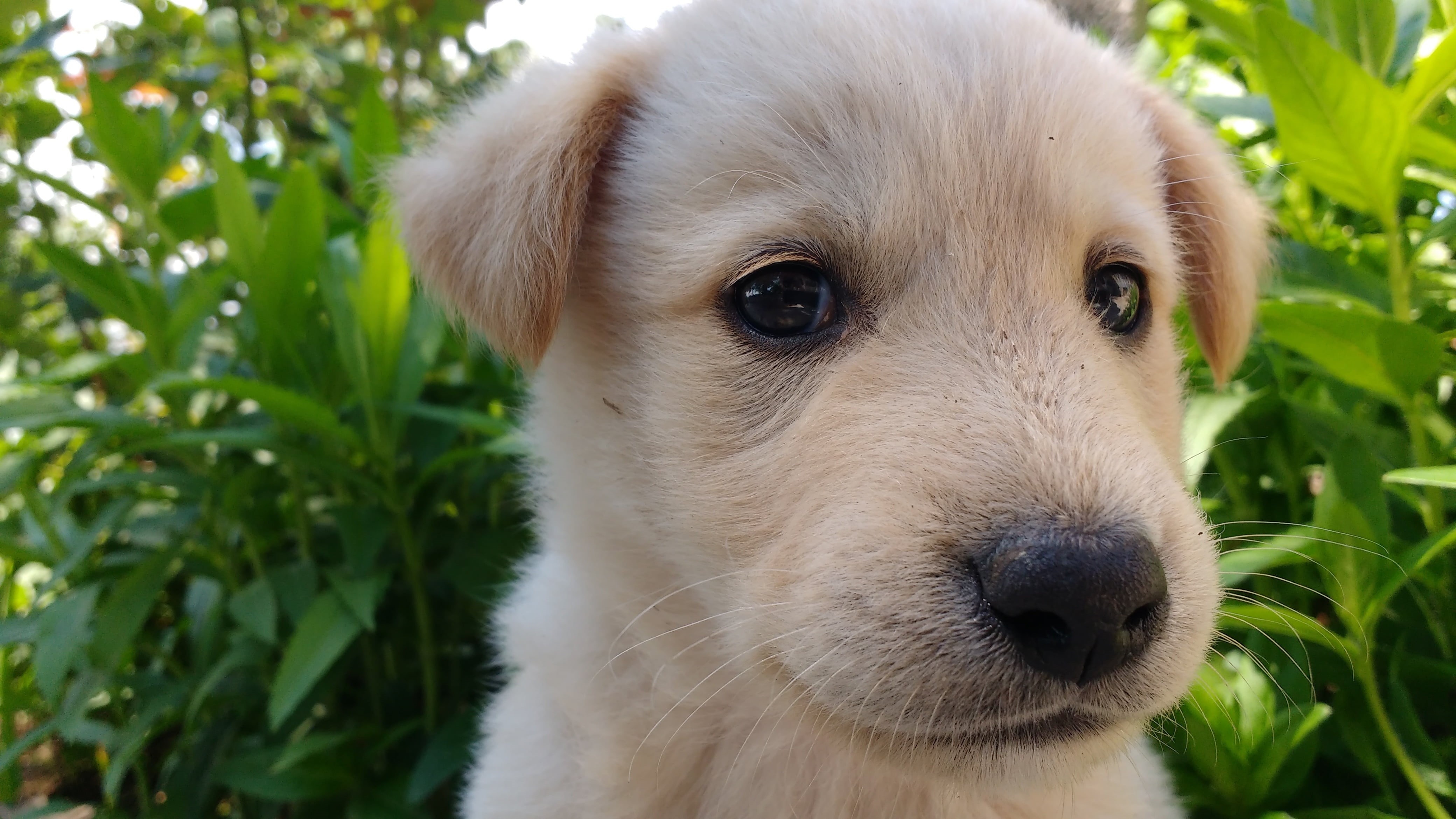 young Animal, portrait, animal themes, domestic animals, vertebrate, dog, pup, nature, doggy, cute, friend, animal, looking, mammal, one animal, animal nose, HD Wallpaper