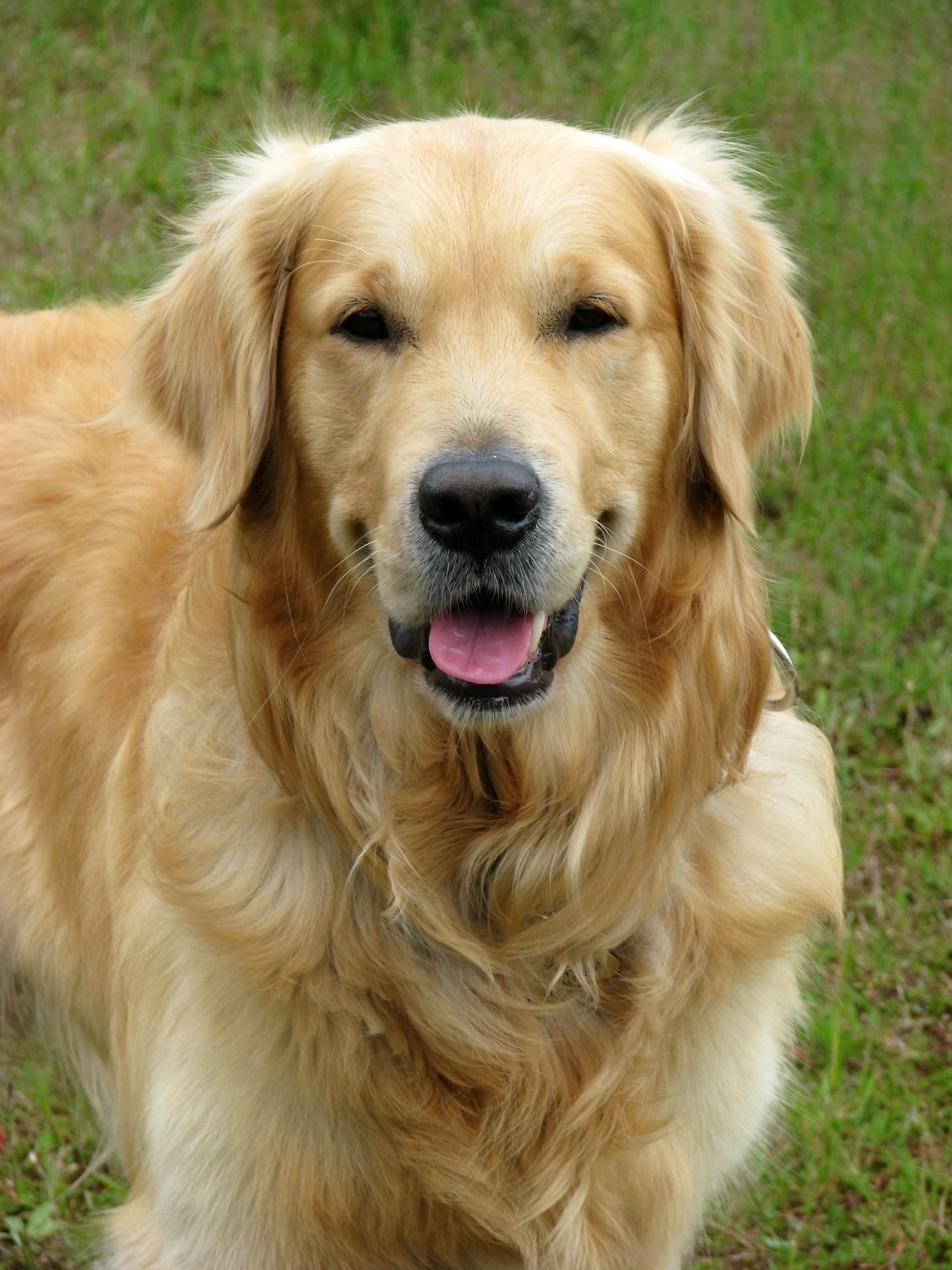 animal head, face, mouth open, breed, portrait, animal, pets, golden Retriever, retriever, day, canine, grass, cute, vertebrate, looking at camera, one animal, Phone HD Wallpaper