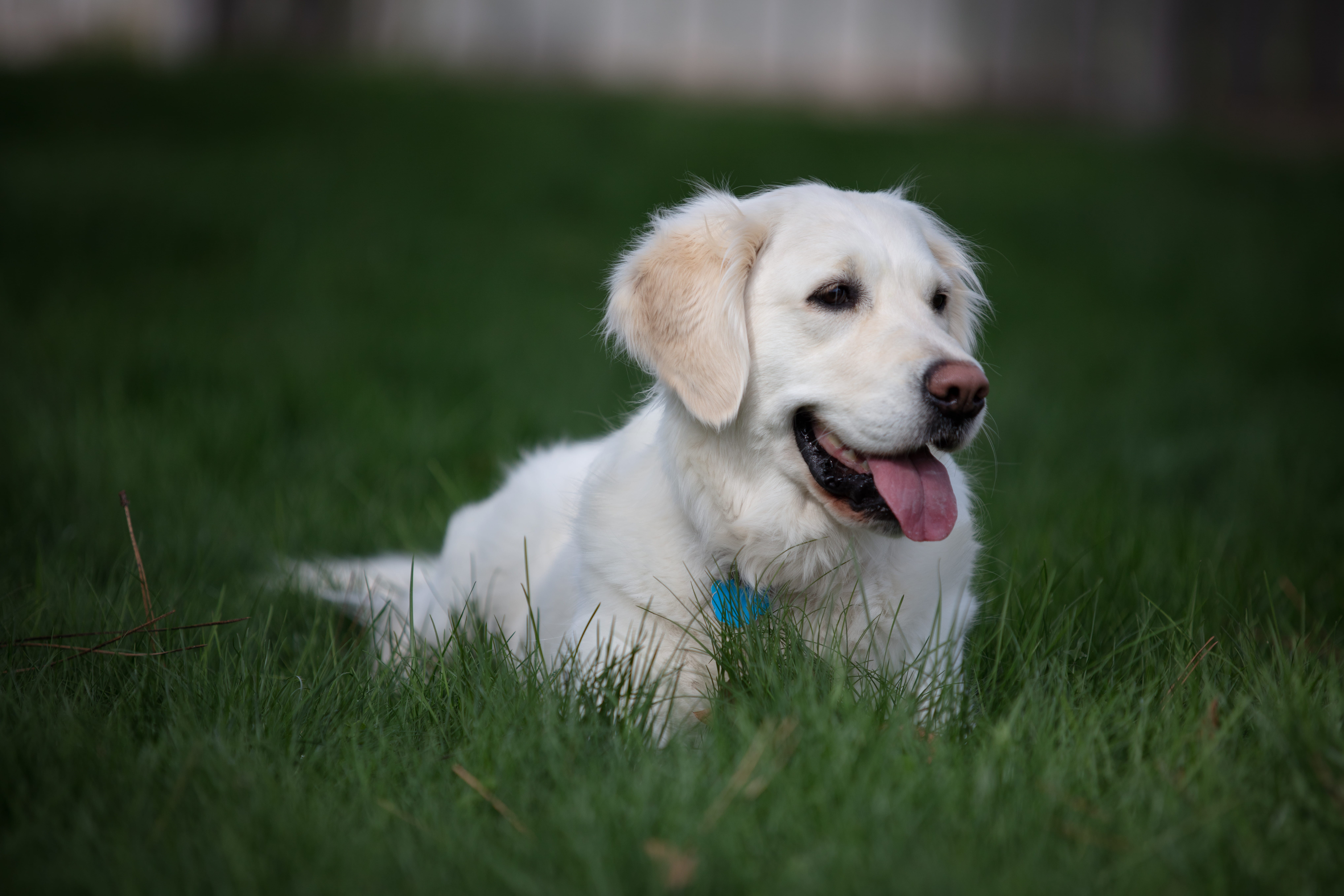green, catch, english creme, looking away, plant, play, day, puppy, golden retriever, retriever, lawn, domestic animals, field, animal themes, focus, grass, HD Wallpaper