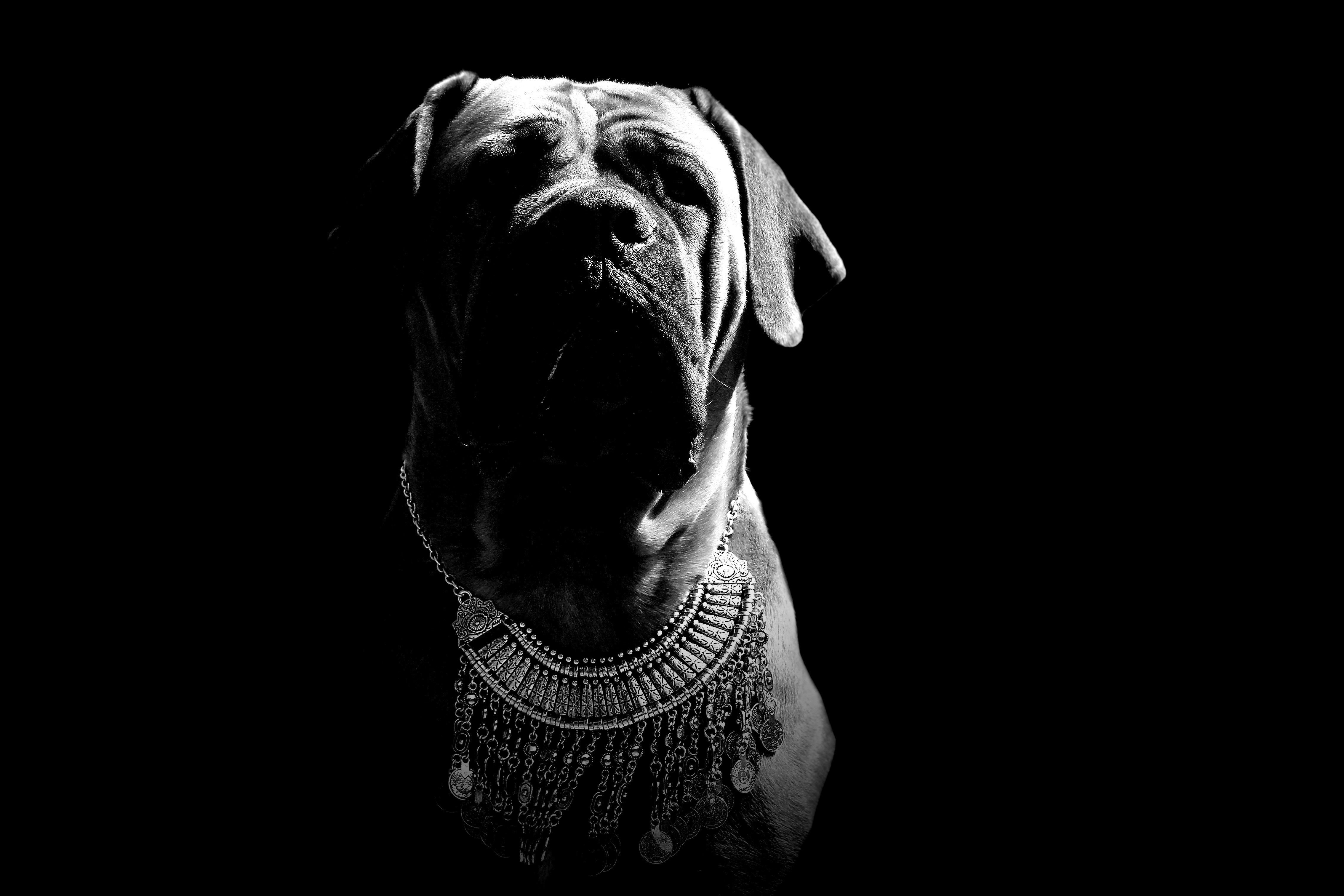 mammal, wearing, no people, looking, mastiff, indoors, peanut bulldog, 4K, canine, beast, black background, animal, jewelry, domestic, silver, necklace, HD Wallpaper