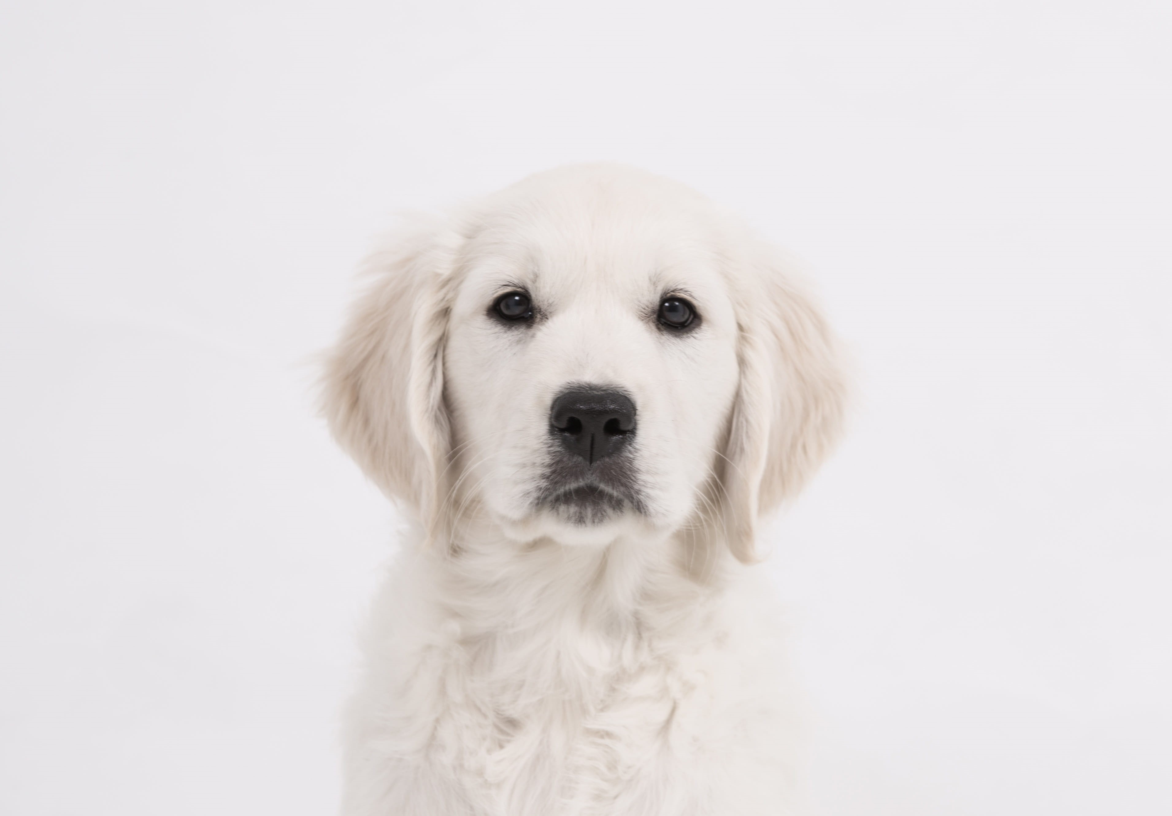 one animal, dog face, dog, view, bright coat, look, domestic, pet, purry, golden, friend, english cream, good, young, indoors, looking at camera, domestic animals, HD Wallpaper