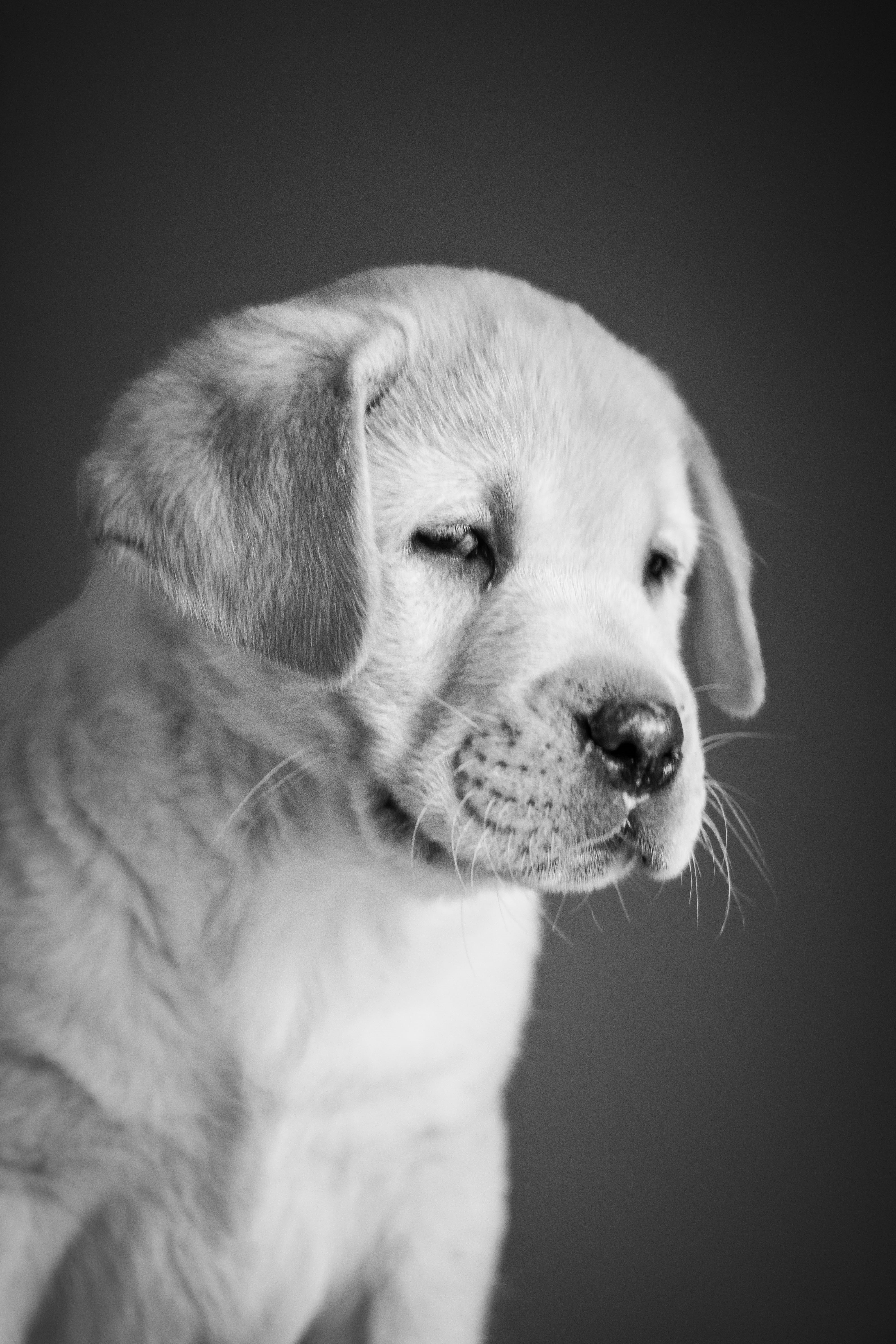black background, white, lab, retriever, whisker, portrait, no people, animal body part, canine, sweet, pet, yellow, labrador, weeks, mammal, animal, profile view, Phone HD Wallpaper