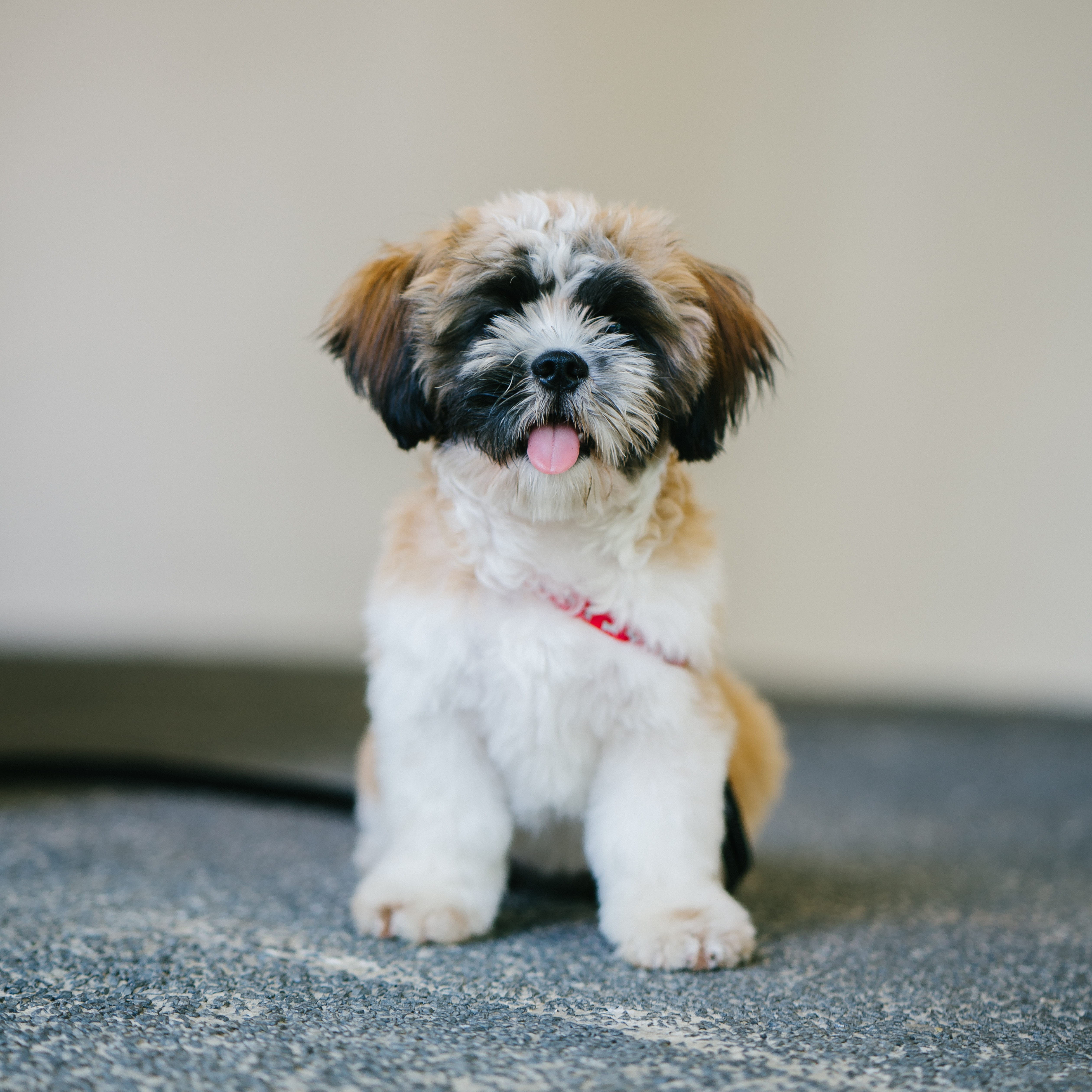 lap dog, tzu, breed, young animal, shih, one animal, tongue, animal themes, portrait, brown, black, puppy, small, paws, shih tzu, domestic animals, looking at camera, Phone HD Wallpaper