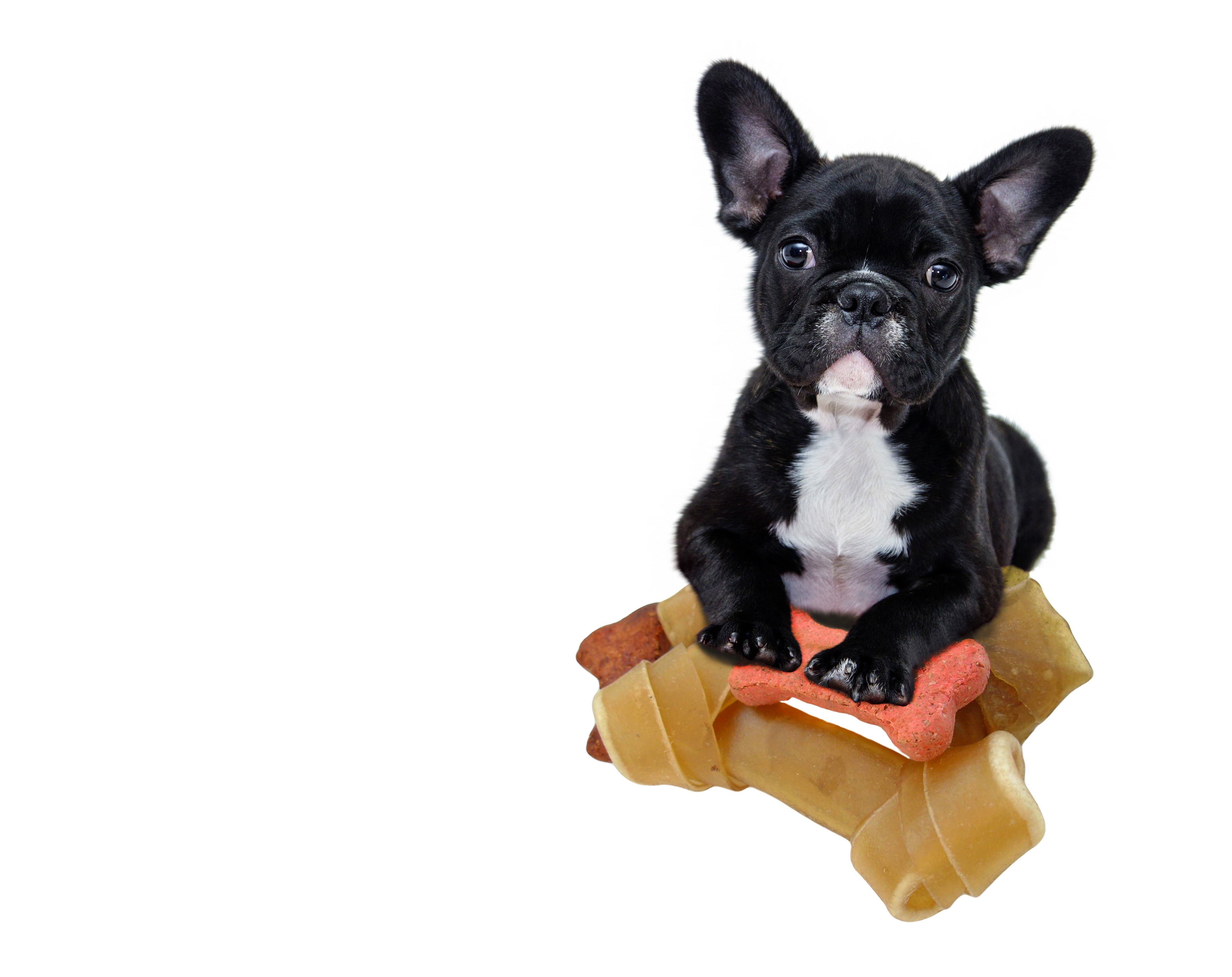 humor, friend, lovely, studio shot, pedigree, looking, 4K, domestic animals, cute puppy, french bulldog, animal themes, puppy, black, english, nature, HD Wallpaper