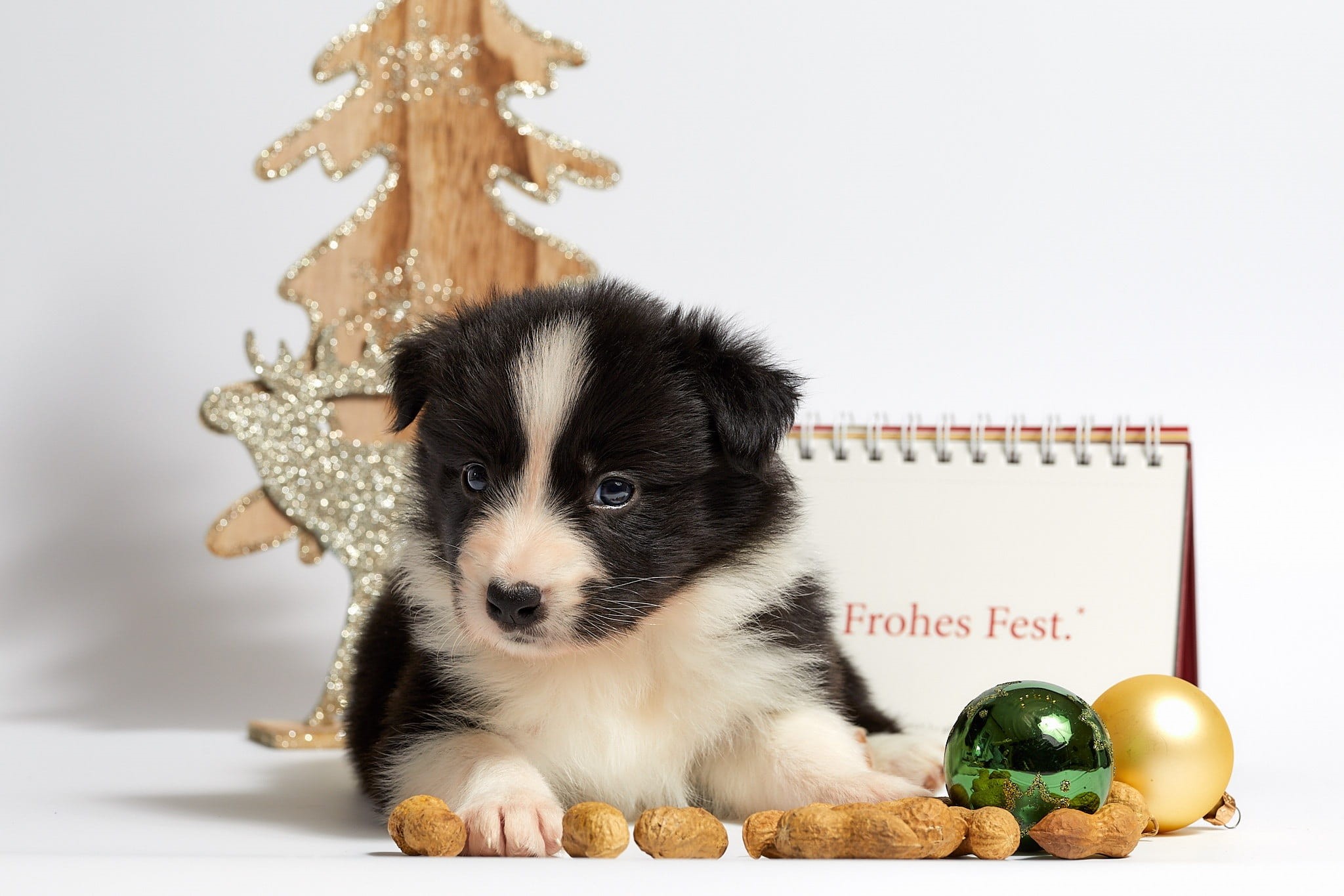 one animal, border collie, domestic, pet, white background, studio shot, christmas 2017, black, animal portrait, canine, collie, mammal, christmas, young animal, HD Wallpaper