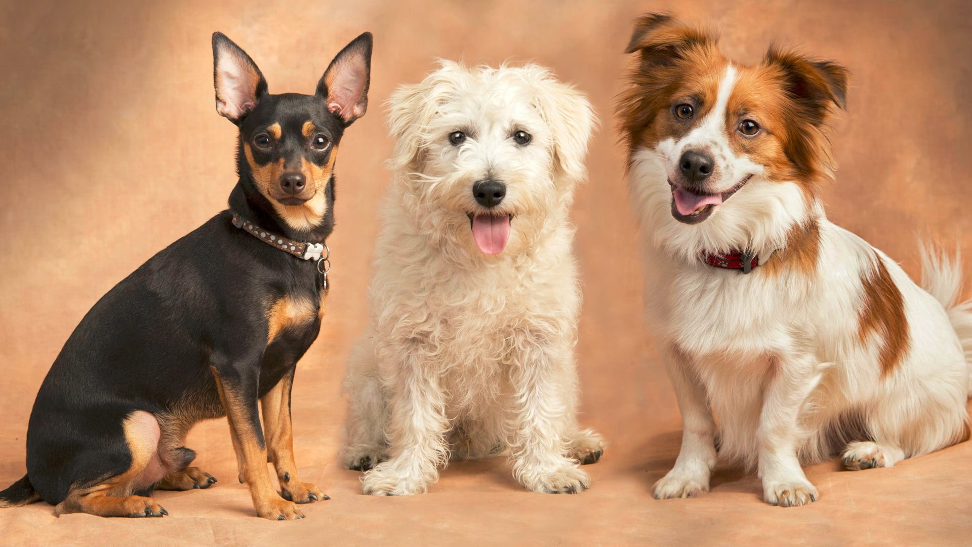 terrier, looking, purebred, pet, togetherness, pets, animal, brown, standing, studio, english, pedigree, two animals, domestic animal, domestic, dog, sitting, HD Wallpaper