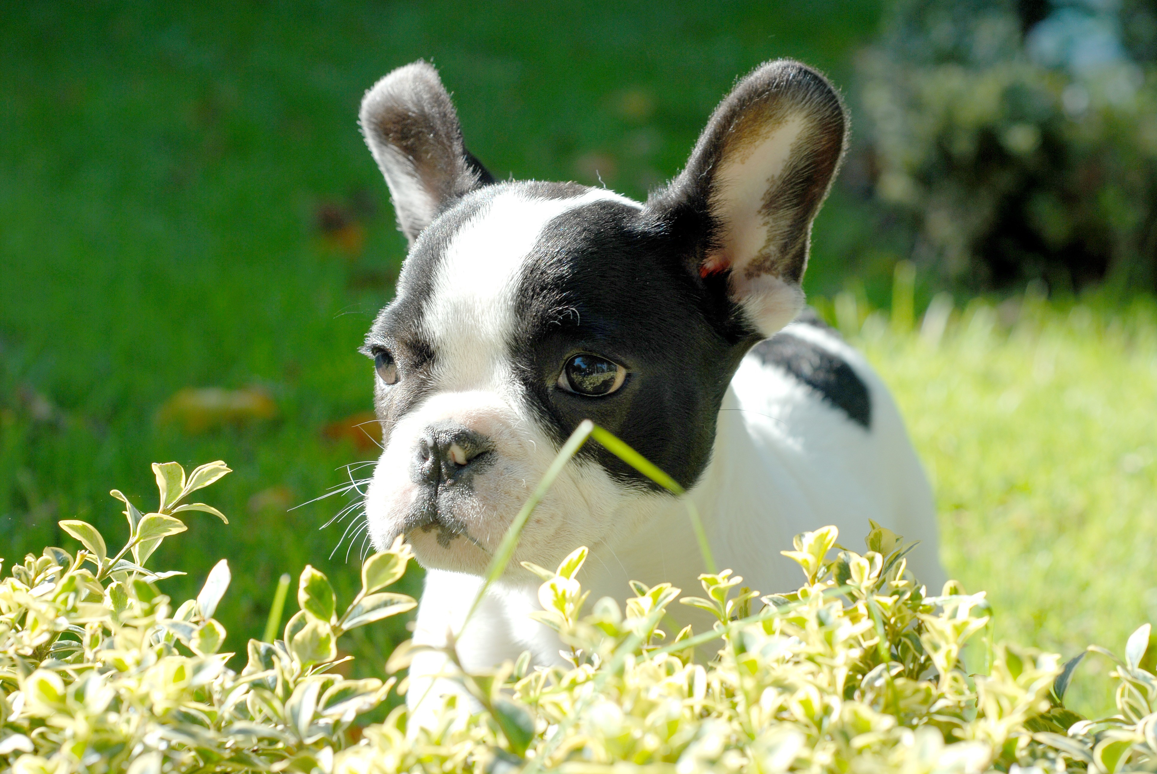 grass, domestic animals, field, one animal, cute, domestic, young, animal head, 4K, pedigreed, pets, dog, fun, no people, land, plant, obedient, nature, HD Wallpaper