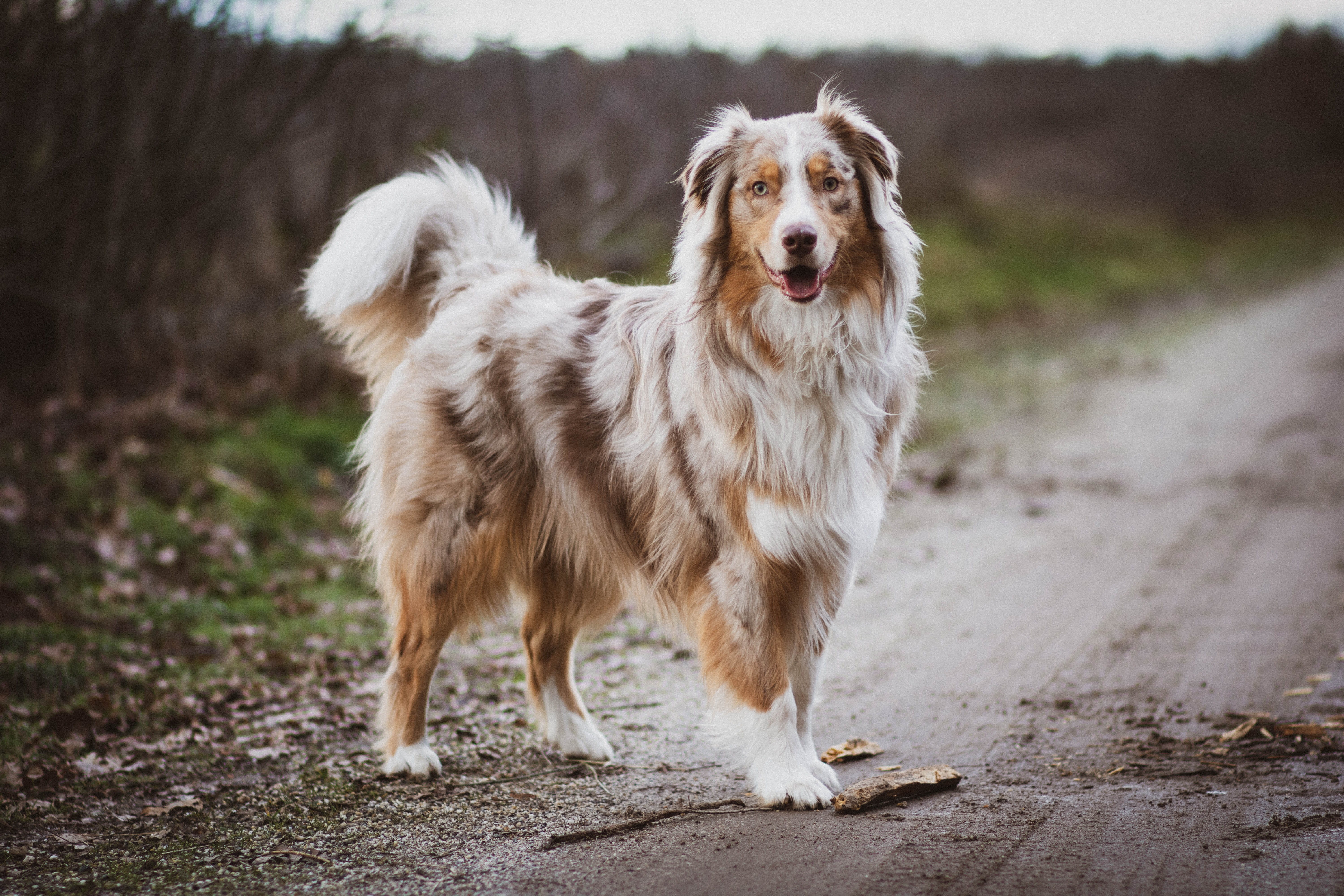 white, cocker spaniel, one animal, pet, animal mouth, golden retriever, hound, size, portrait, collie, standing, full length, road, motion, coated, focus on foreground, HD Wallpaper