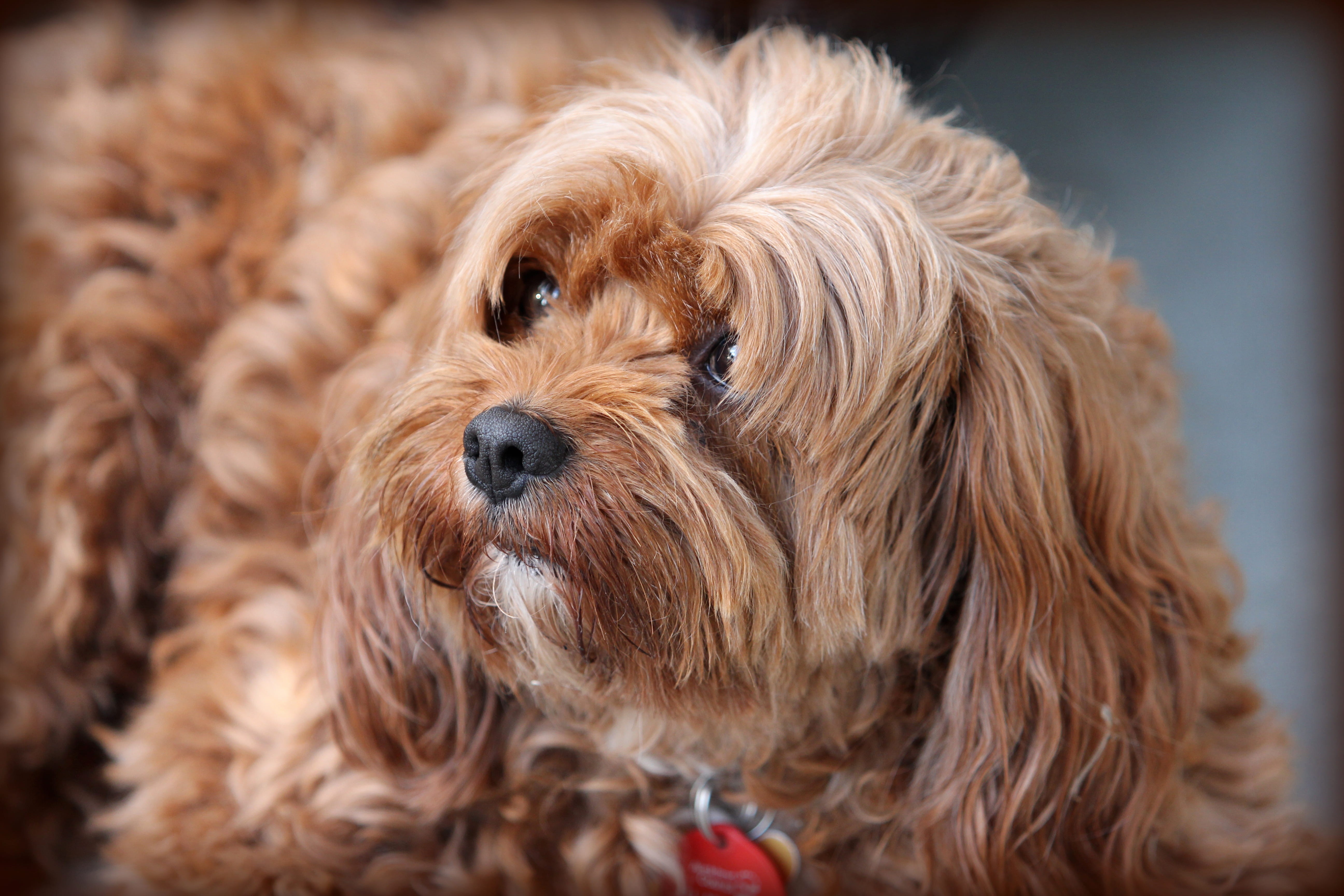 small, crossbreed, animal body part, fluffy, pets, domestic, animal head, animal themes, long, fur, looking at camera, canine, portrait, mammal, mans best friend, HD Wallpaper