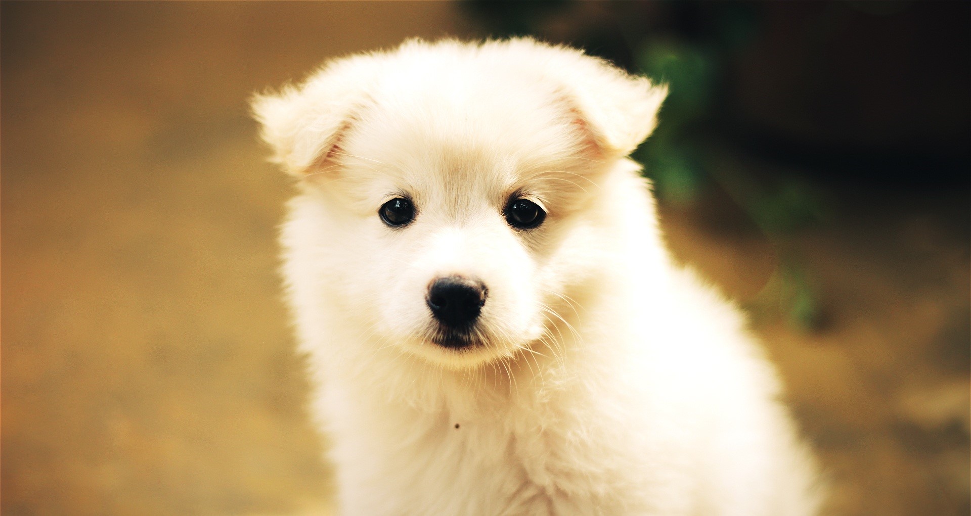 snout, outdoors, canine, breed, looking at camera, puppy, white color, portrait, animal body part, domestic animals, innocence, 1080P, pup, animal, vertebrate, HD Wallpaper