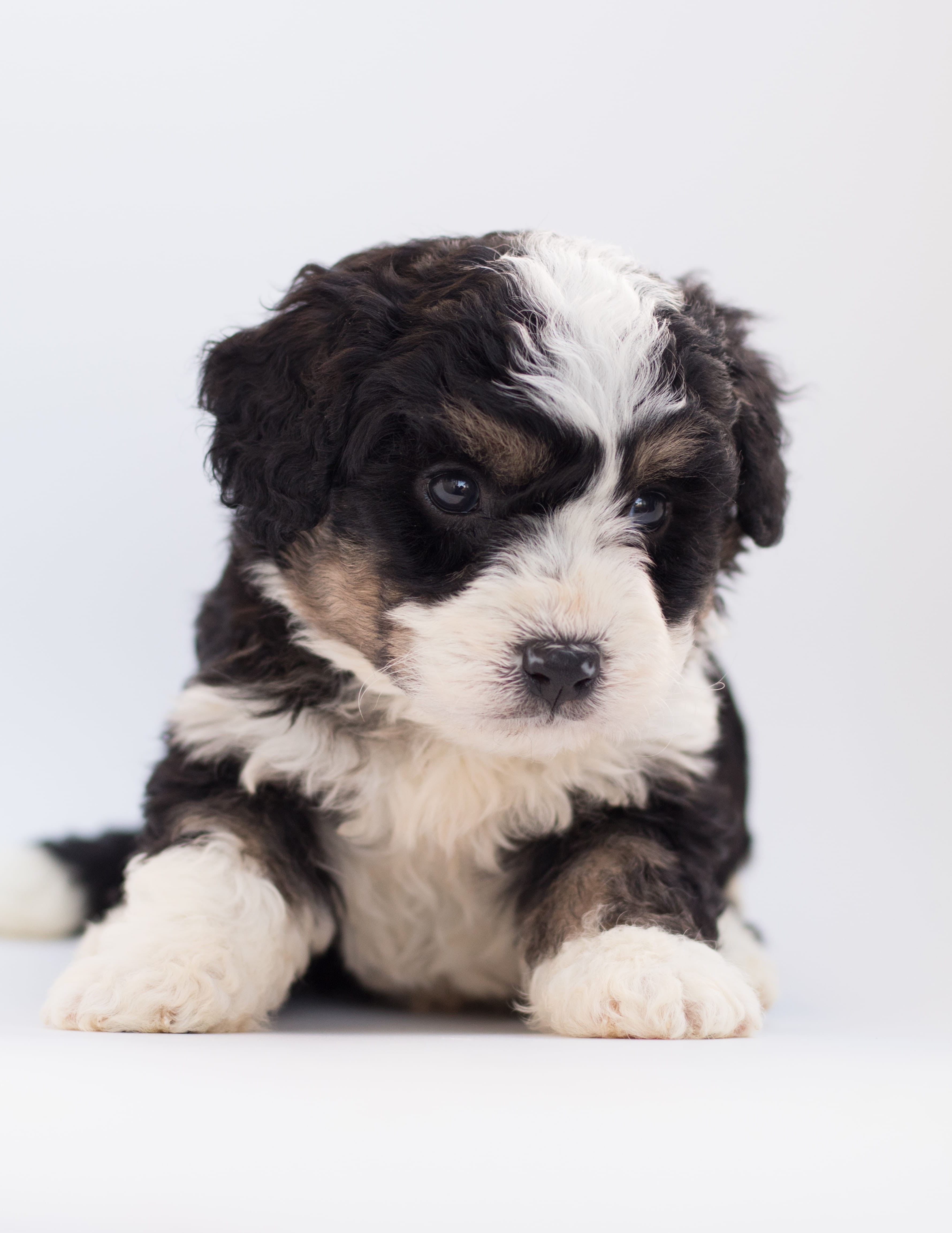 dog, softness, fur, canine, domestic animals, animal themes, bernese mountain dog, black, 4K, lap dog, breed, puppy, shih tzu, pet, doodle, depression - sadness, Phone HD Wallpaper