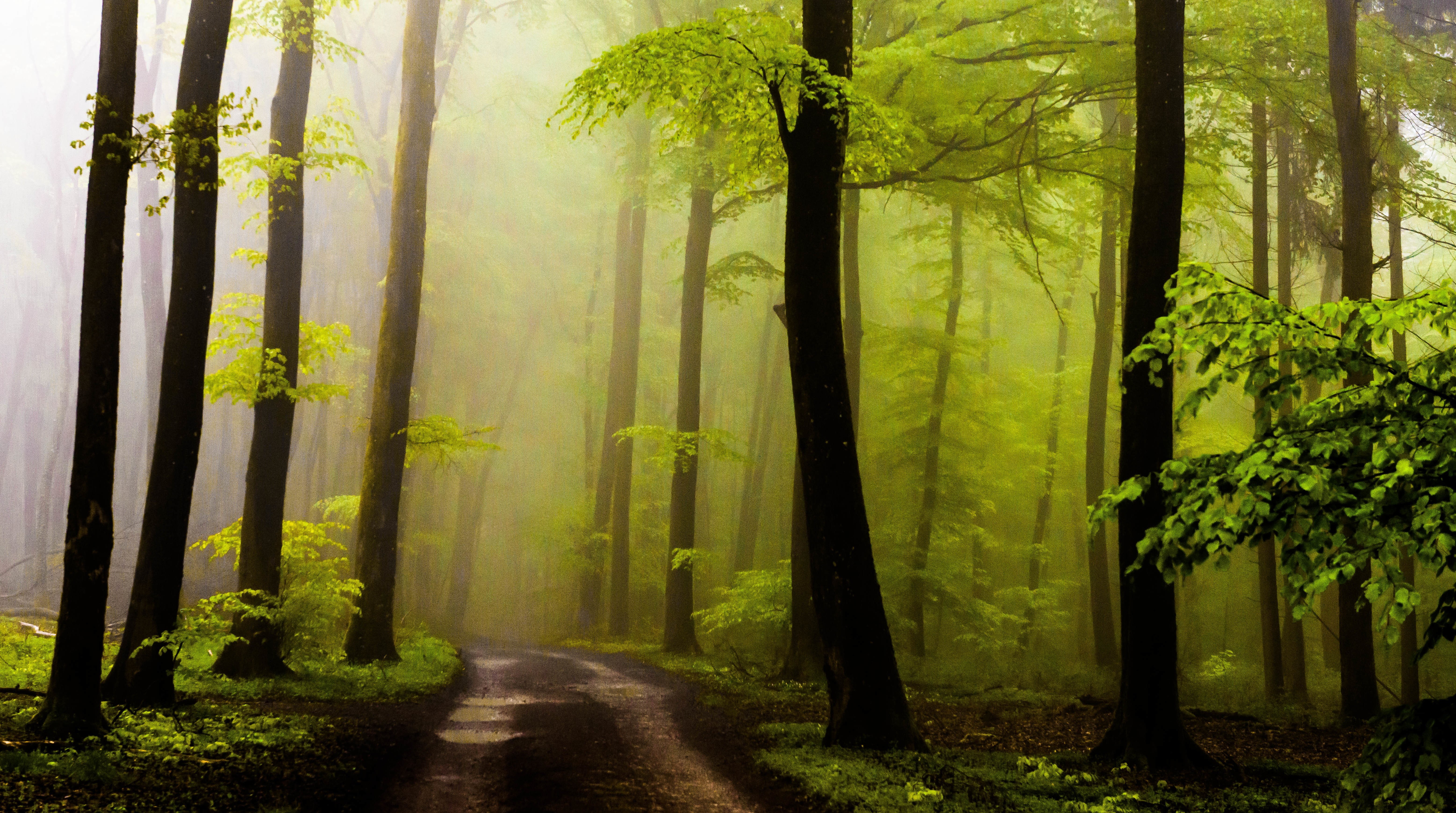 halftone pattern, noise, plants, mist, landscape, dirt road, puddle, dirt, wet, green, forest, trees, path, 5K, HD Wallpaper