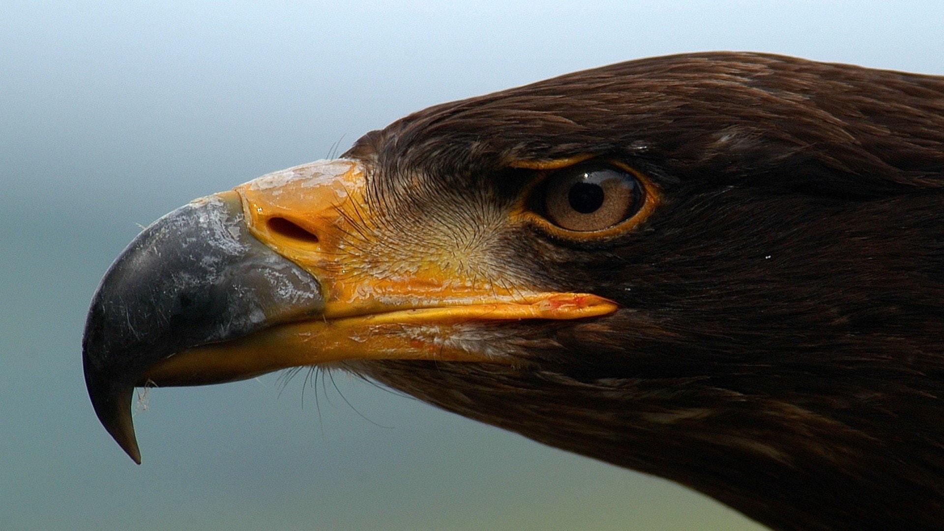 deformed, animals, 1080P, eagles, HD Wallpaper