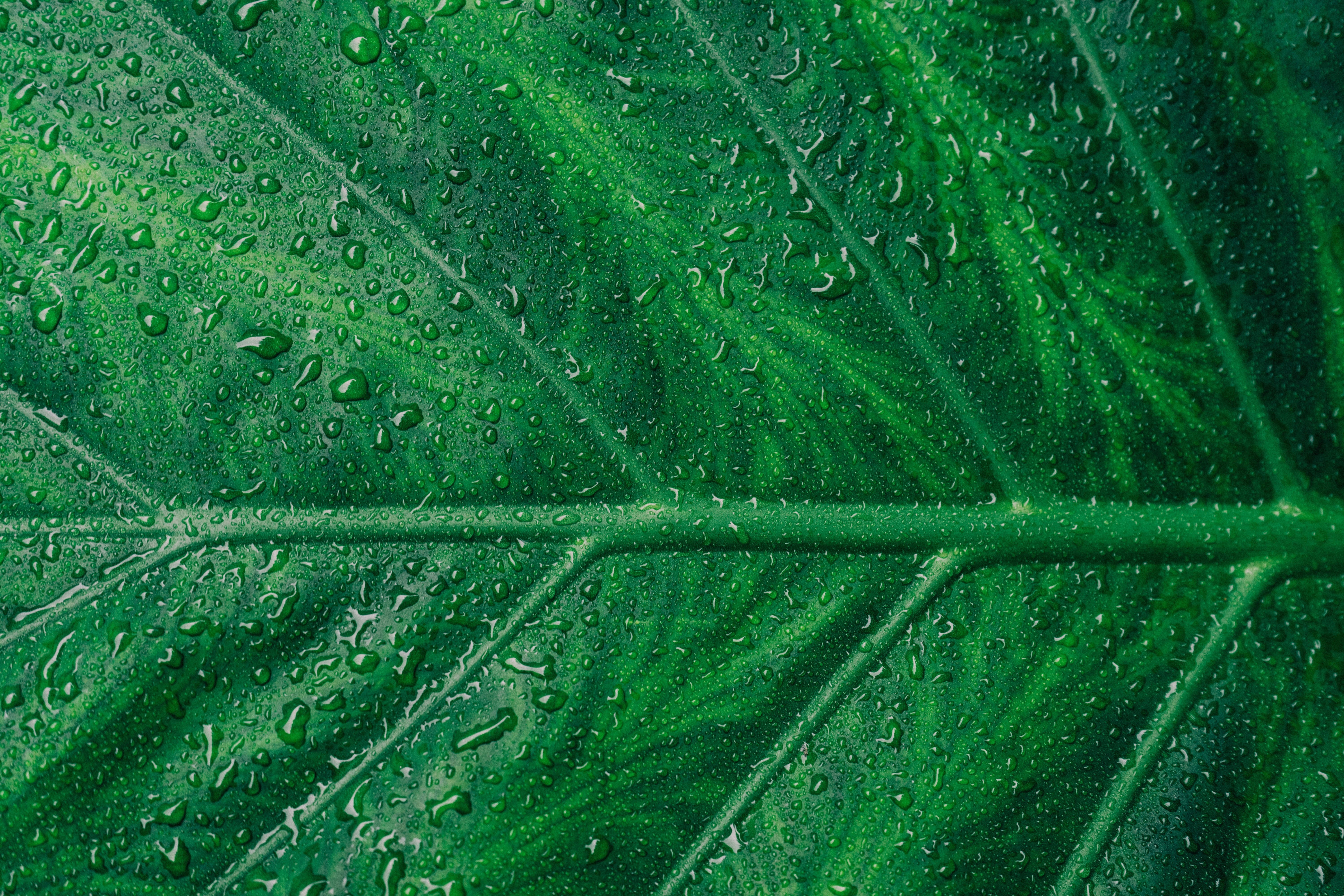 green color, asymmetry, outdoors, plant part, close-up, green, backgrounds, day, macro, garden, droplets, botanical, dew, rain, beauty in nature, pattern, HD Wallpaper