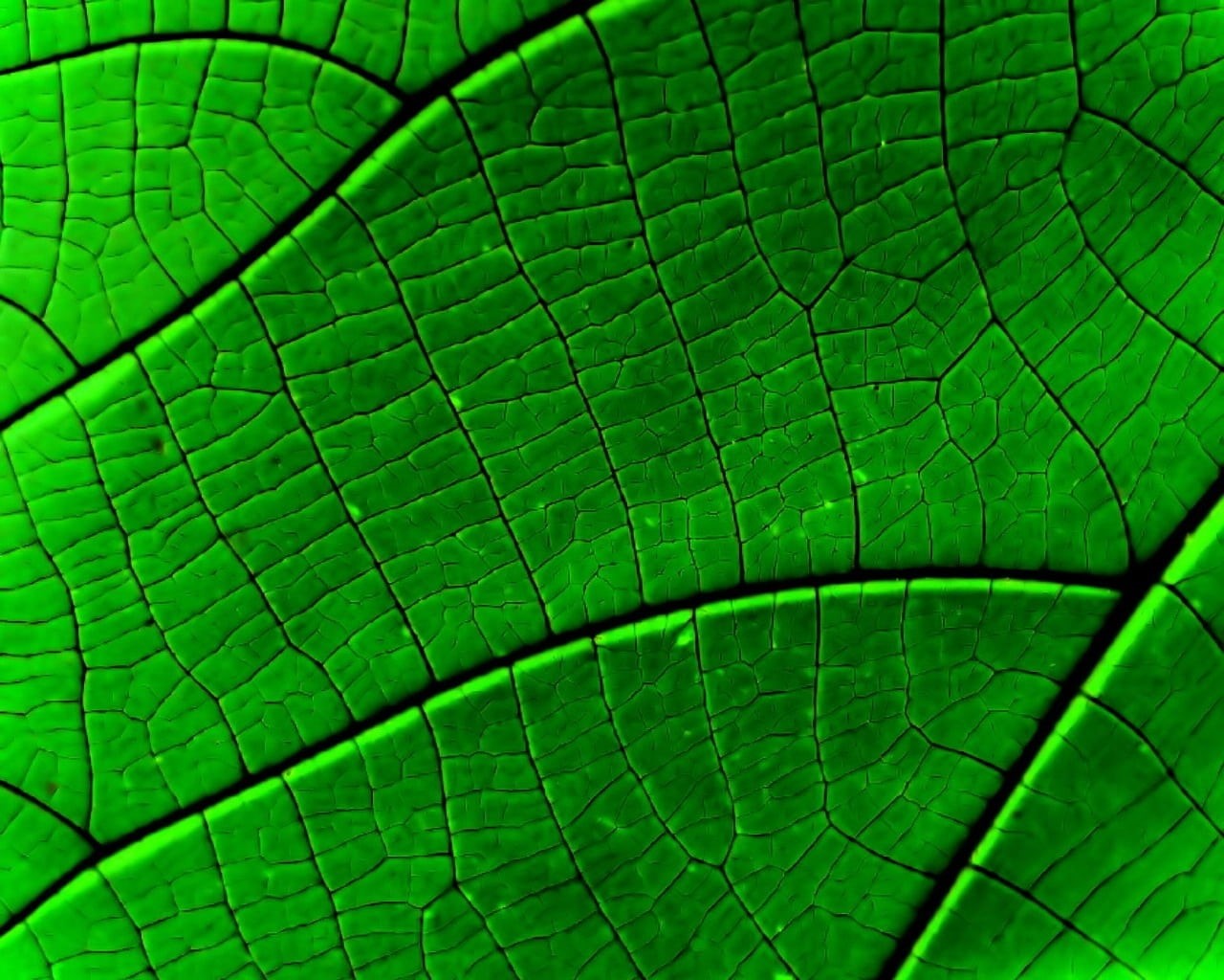 strip, green, textured, vulnerability, drop, springtime, leaf, asymmetry, day, backgrounds, bright, macro, nature, 720P, growth, close-up, beauty In Nature, HD Wallpaper