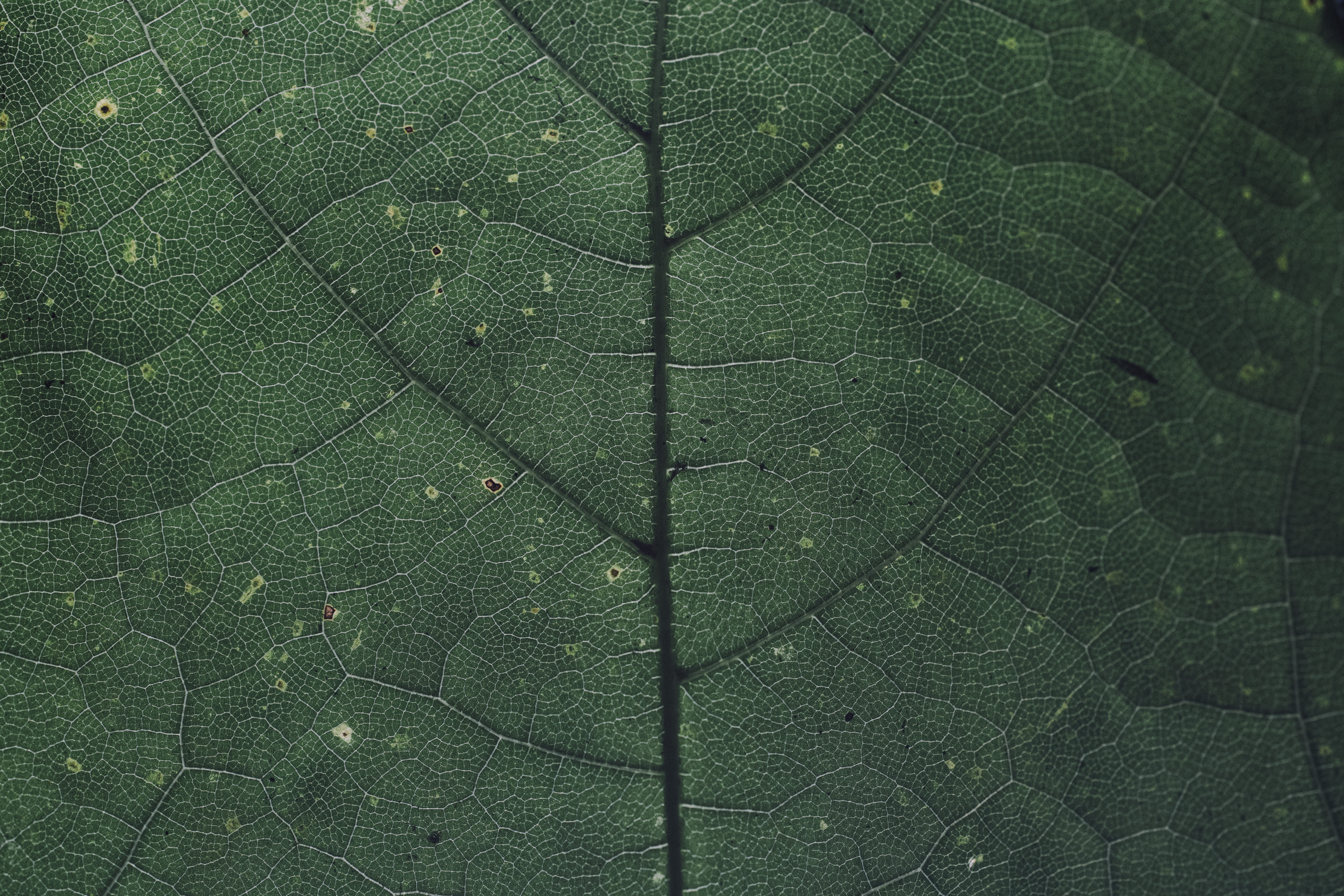 chlorophyll, color, vulnerability, nature, green color, network, structure, pattern, backgrounds, photosynthesis, foliage, details, leaf vein, close-up, HD Wallpaper
