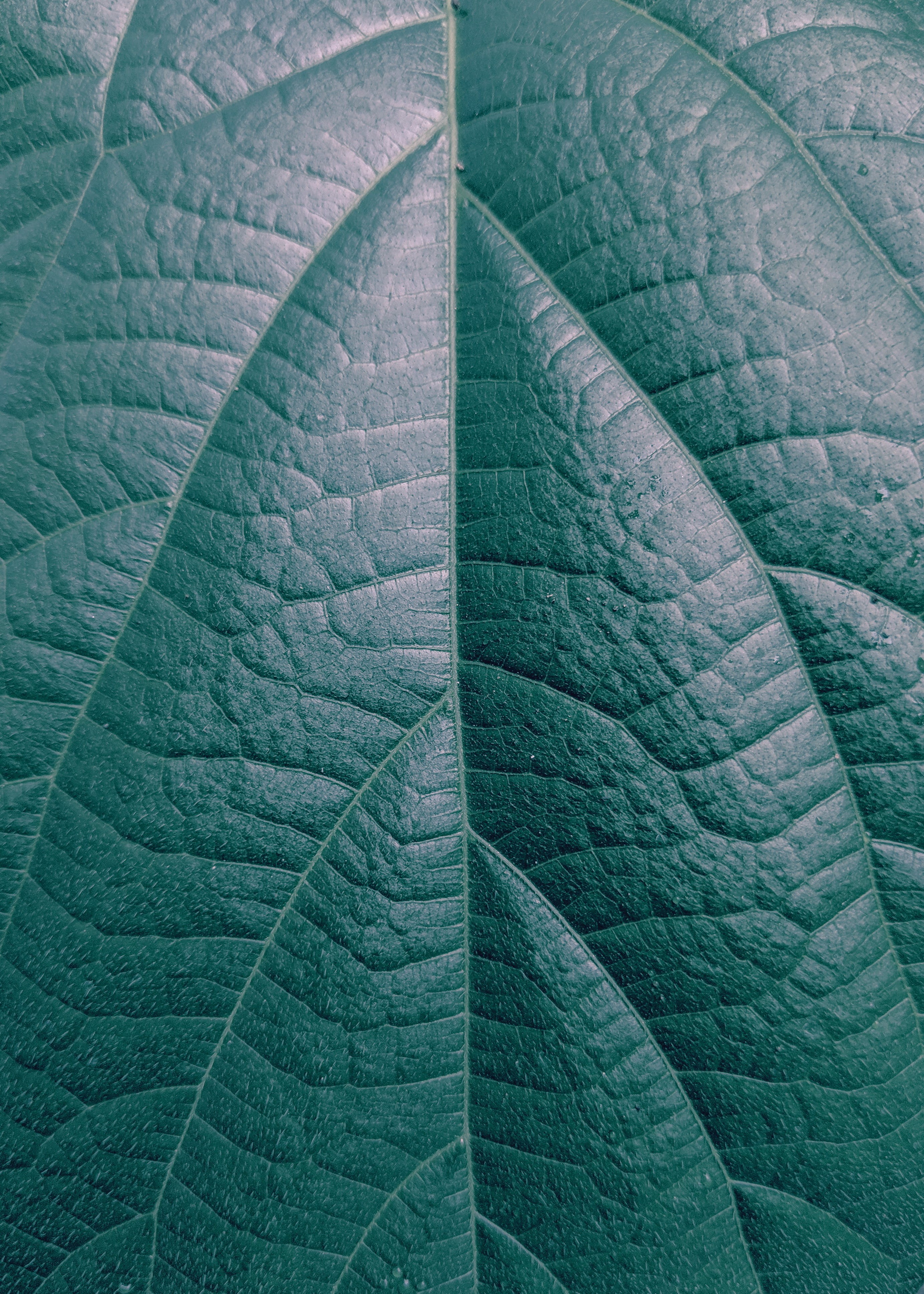 textured, close, pattern, green color, plant, no people, close-up, macro, texture, day, biology, photo, outdoors, full frame, green, nature, asymmetry, Phone HD Wallpaper