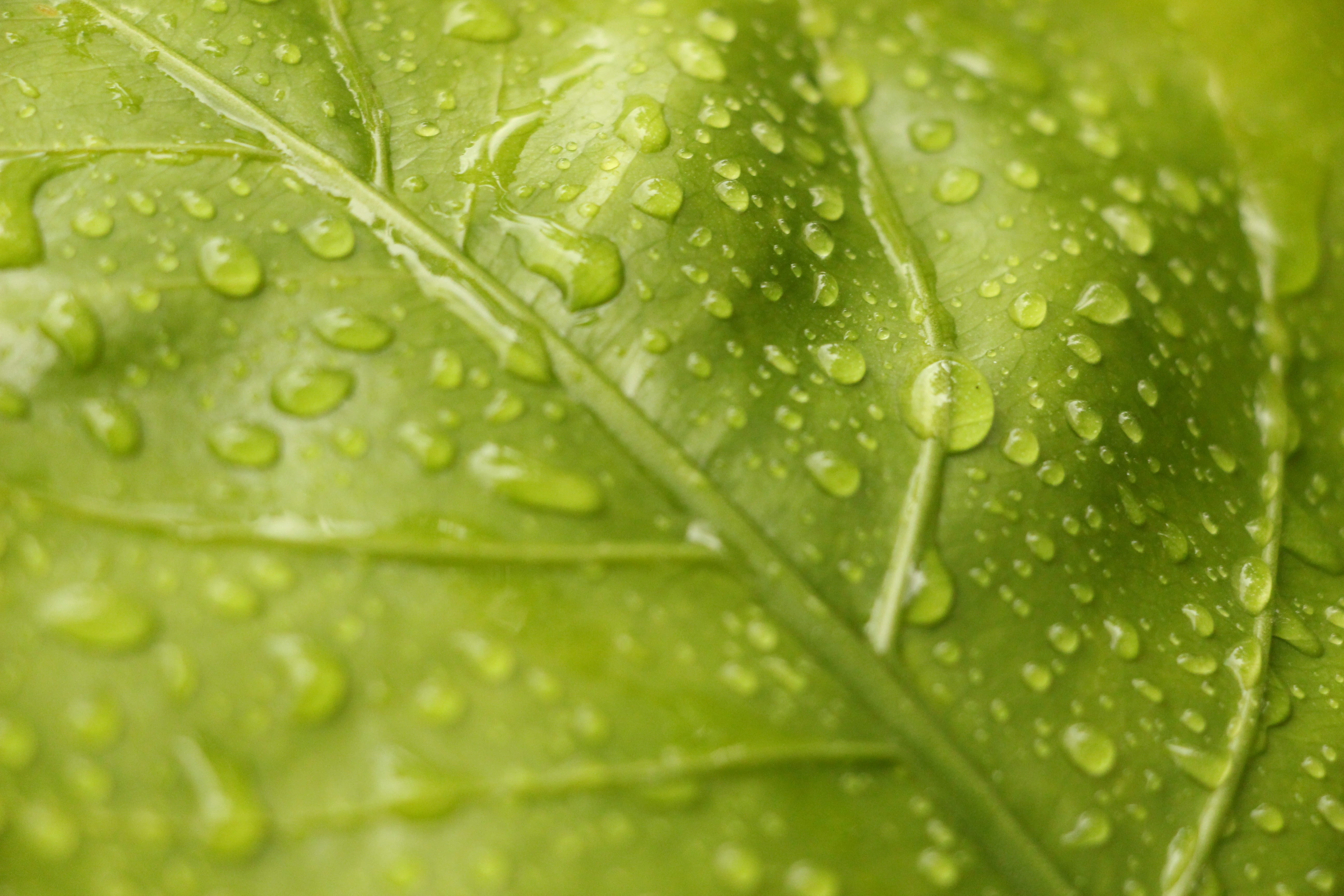 view, outdoors, rainy season, growth, drops, extreme close-up, food and drink, purity, color, asymmetry, nature, 5K, water, plant, green, raindrops, macro, HD Wallpaper