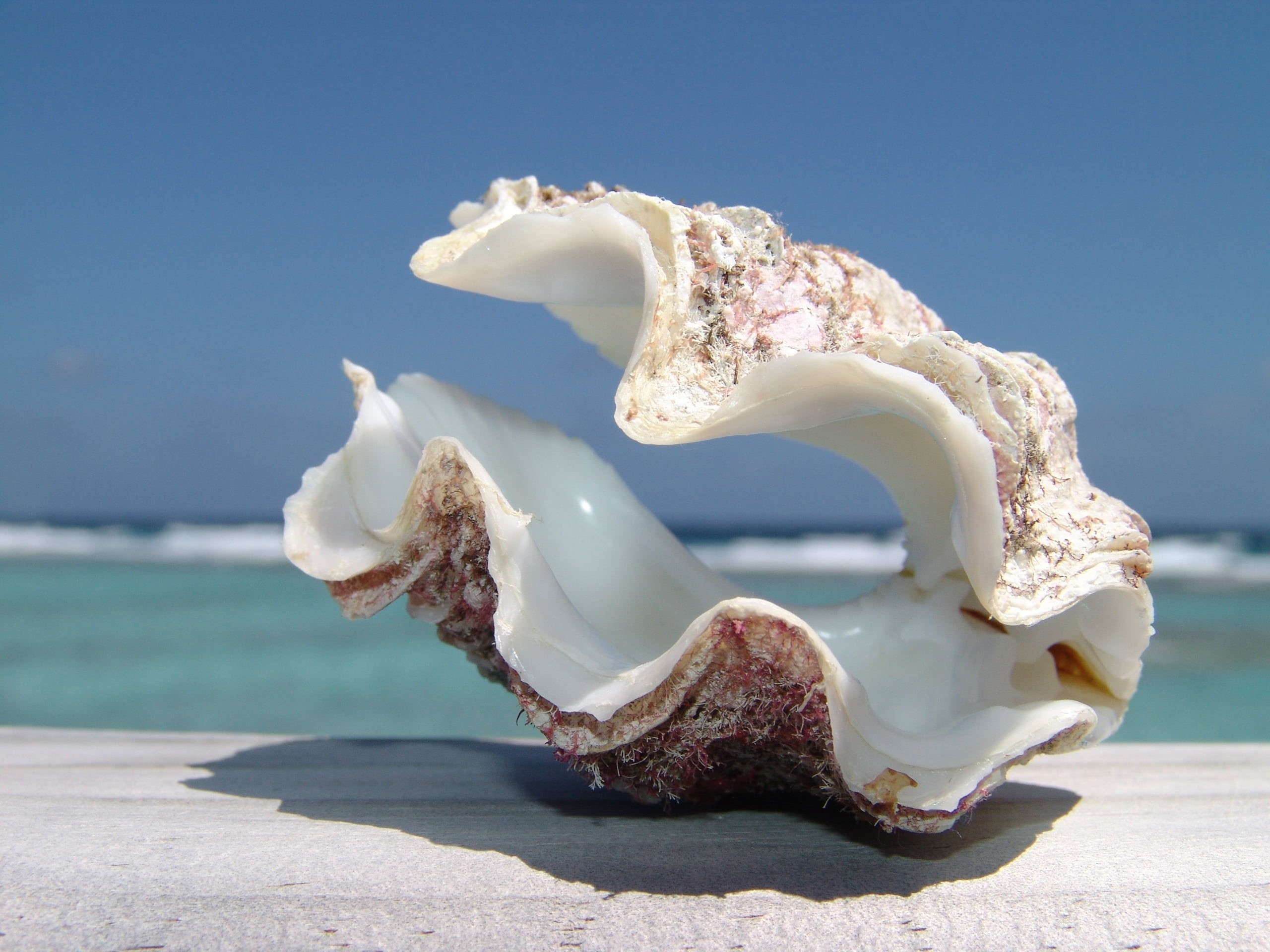 no People, food, summer, HORIZON, The SKY, focus on foreground, tropical Climate, wildlife, animal themes, sea, CLAM, BACKGROUND, seashell, mollusk, water, HD Wallpaper