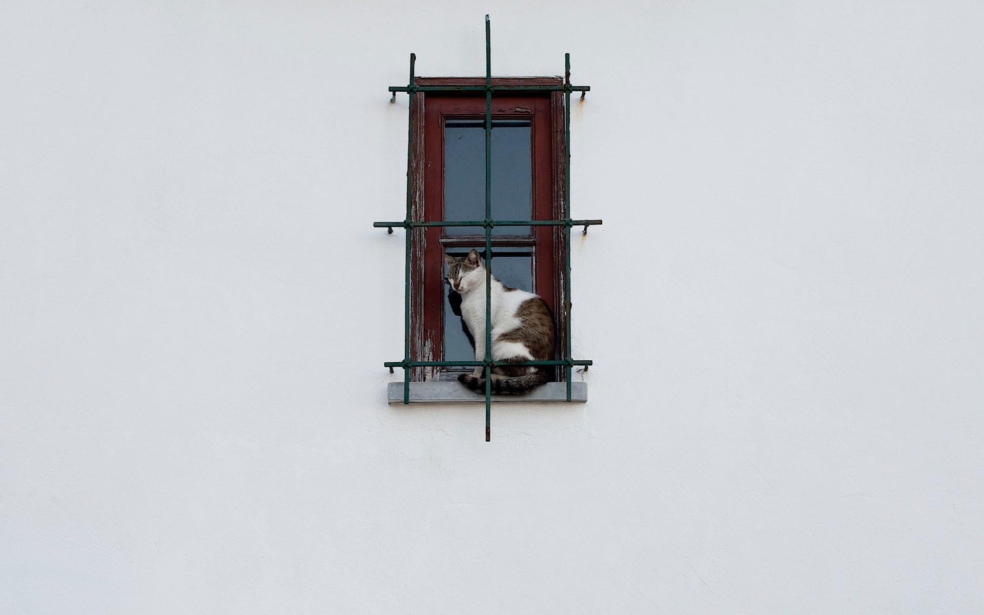 window, simple background, 1080P, cat, pet, Lattice, animals, wall, white  background, HD Wallpaper