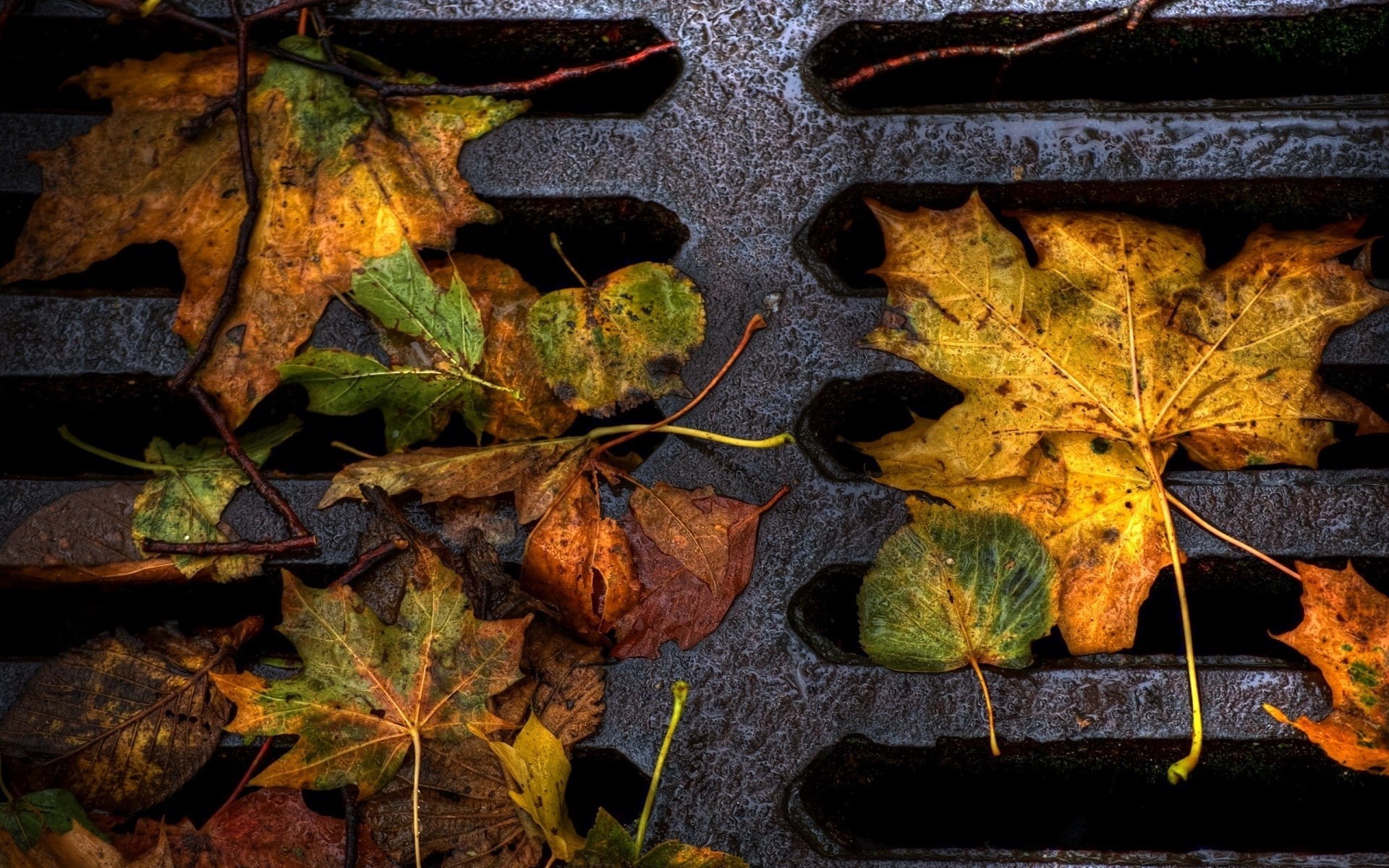 leaves, autumn, yellow, lattice, dirt, iron, 1080P, dampness, HD Wallpaper