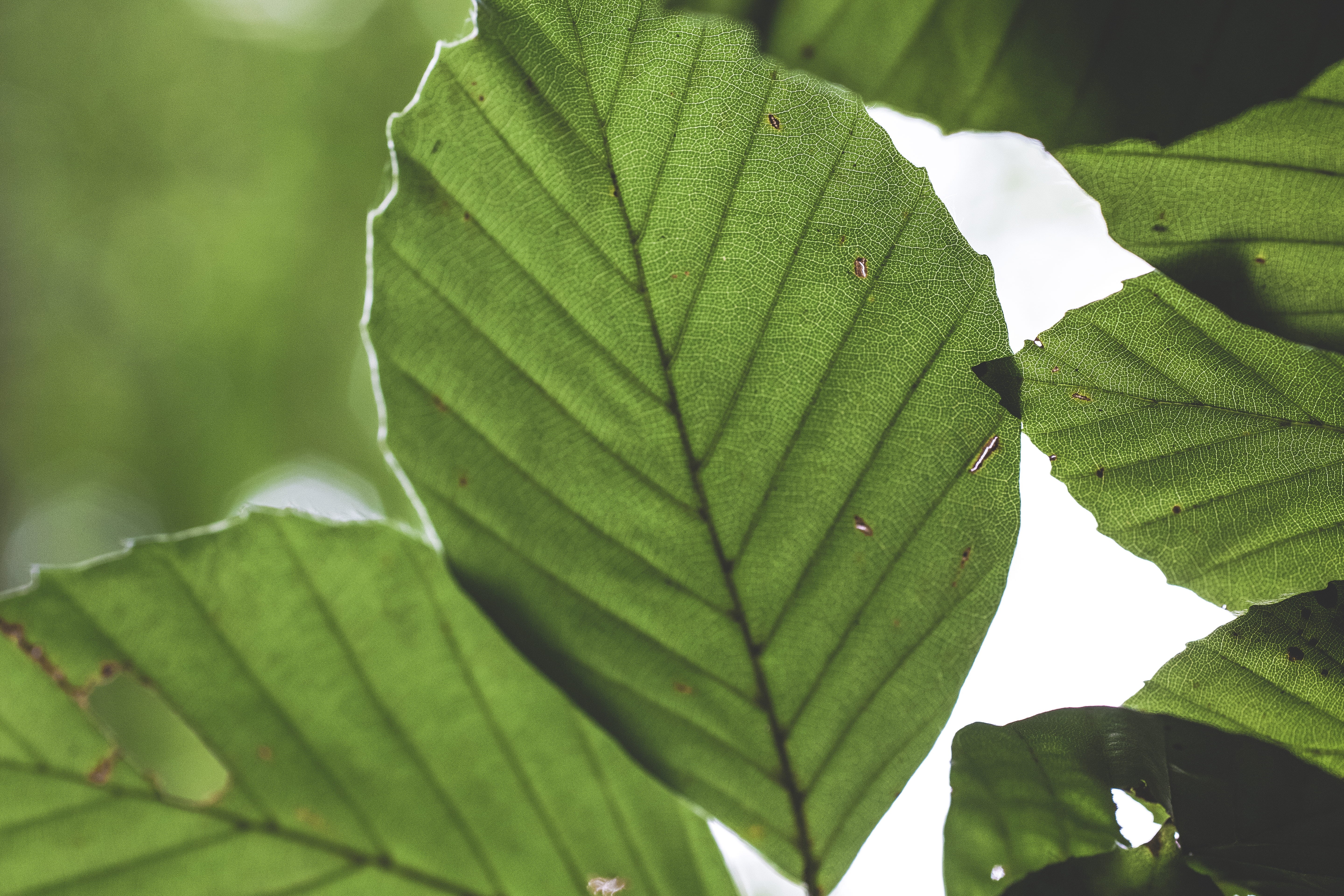 nature, no people, green, veins, plant, summer, freshness, leafed, natural, selective focus, network, backgrounds, day, growth, park, leaf, sunlight, plant part, HD Wallpaper