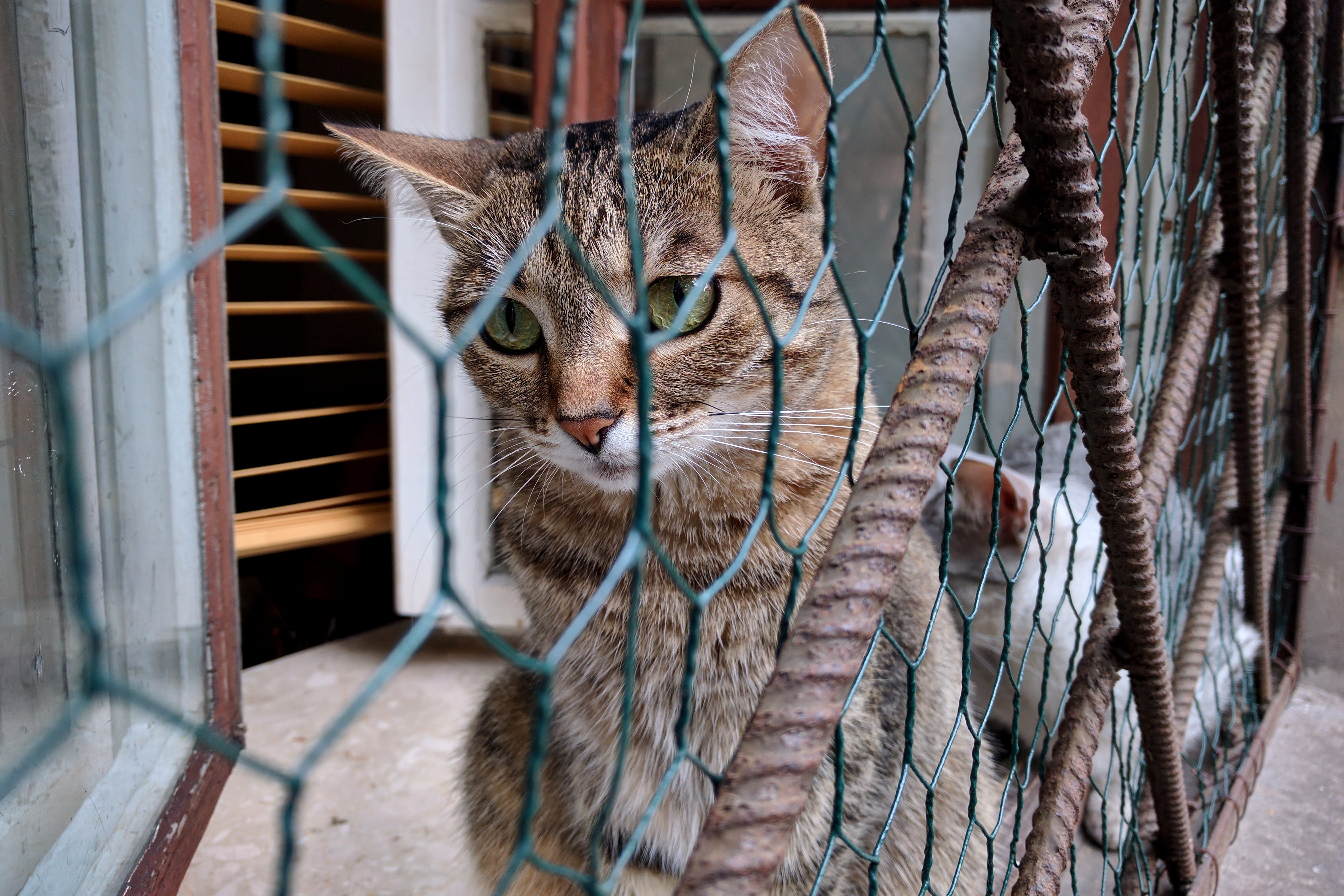 grid, one animal, old town, animal themes, warsaw, domestic, metal, domestic cat, 4K, cats, portrait, outdoors, sad, poland, close-up, domestic animals, HD Wallpaper