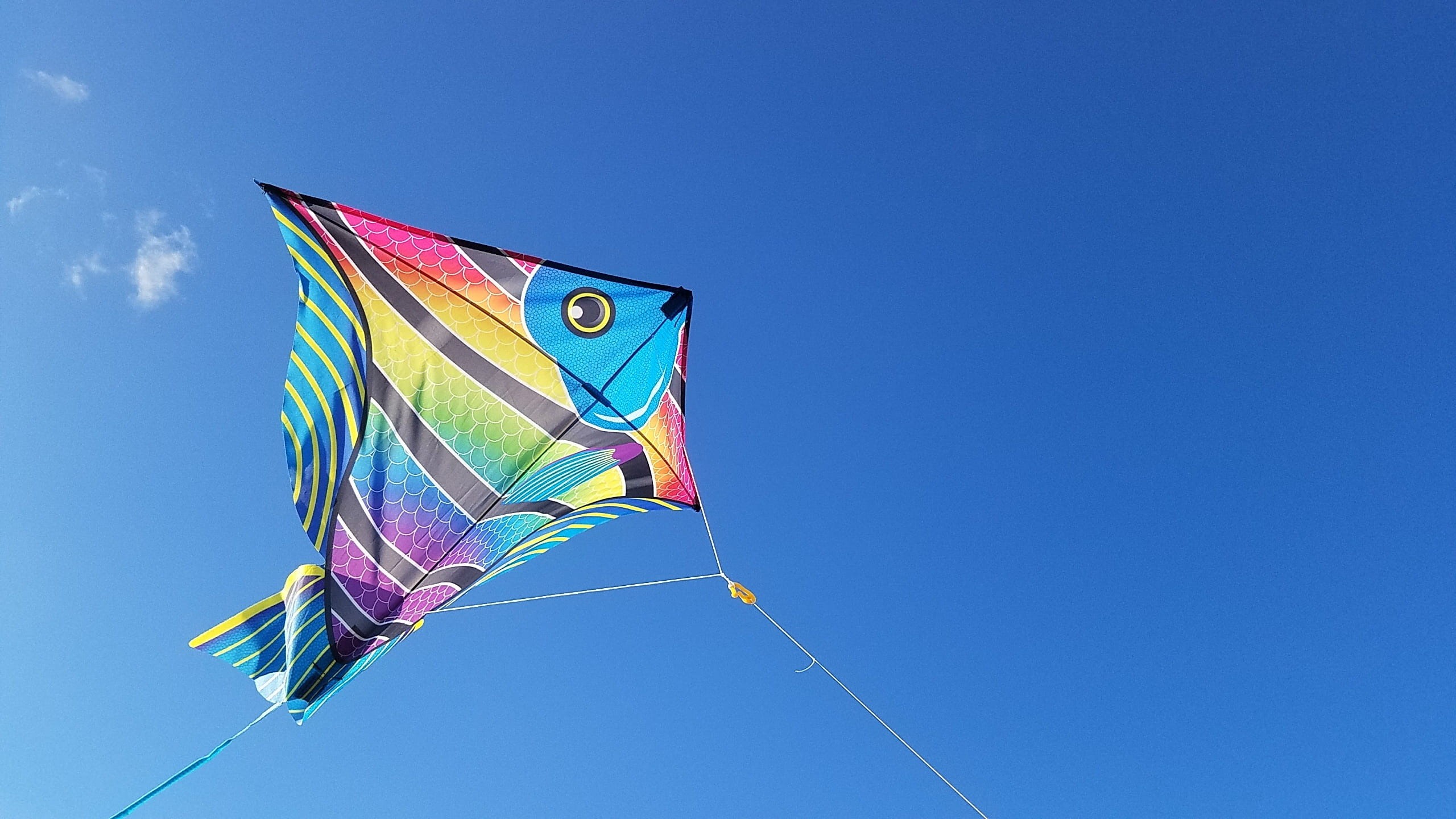 flag, mid-air, daytime, summer, streamer, Florida, environment, kite - Toy, sport, clear sky, wind, outdoors, fun, day, vibrant color, copy space, no people, HD Wallpaper