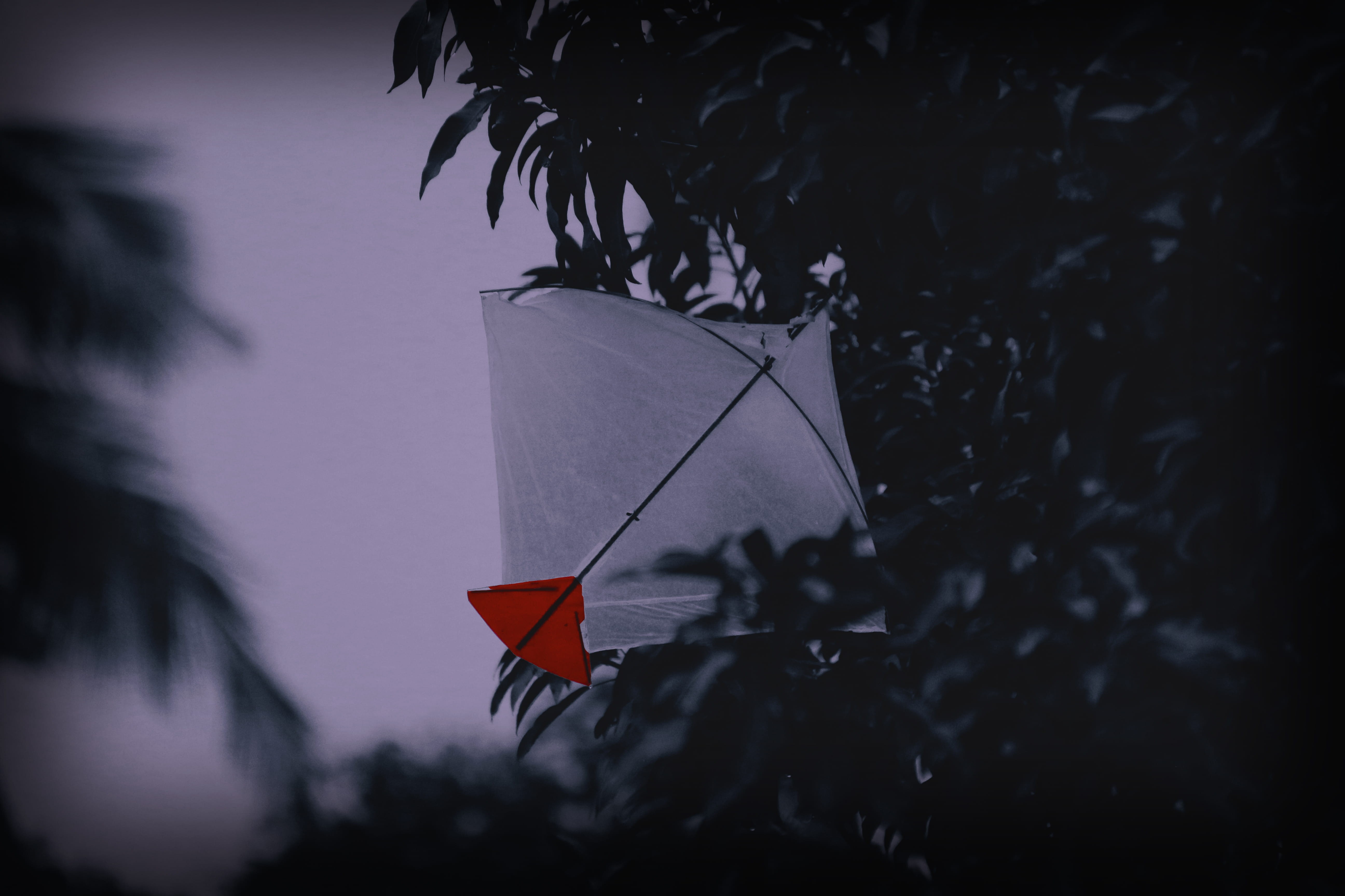 low angle view, animal, kite, flying, silhouette, selective focus, day, outdoors, paper, palm tree, leaf, insect, angelfish, dusk, flare, invertebrate, HD Wallpaper