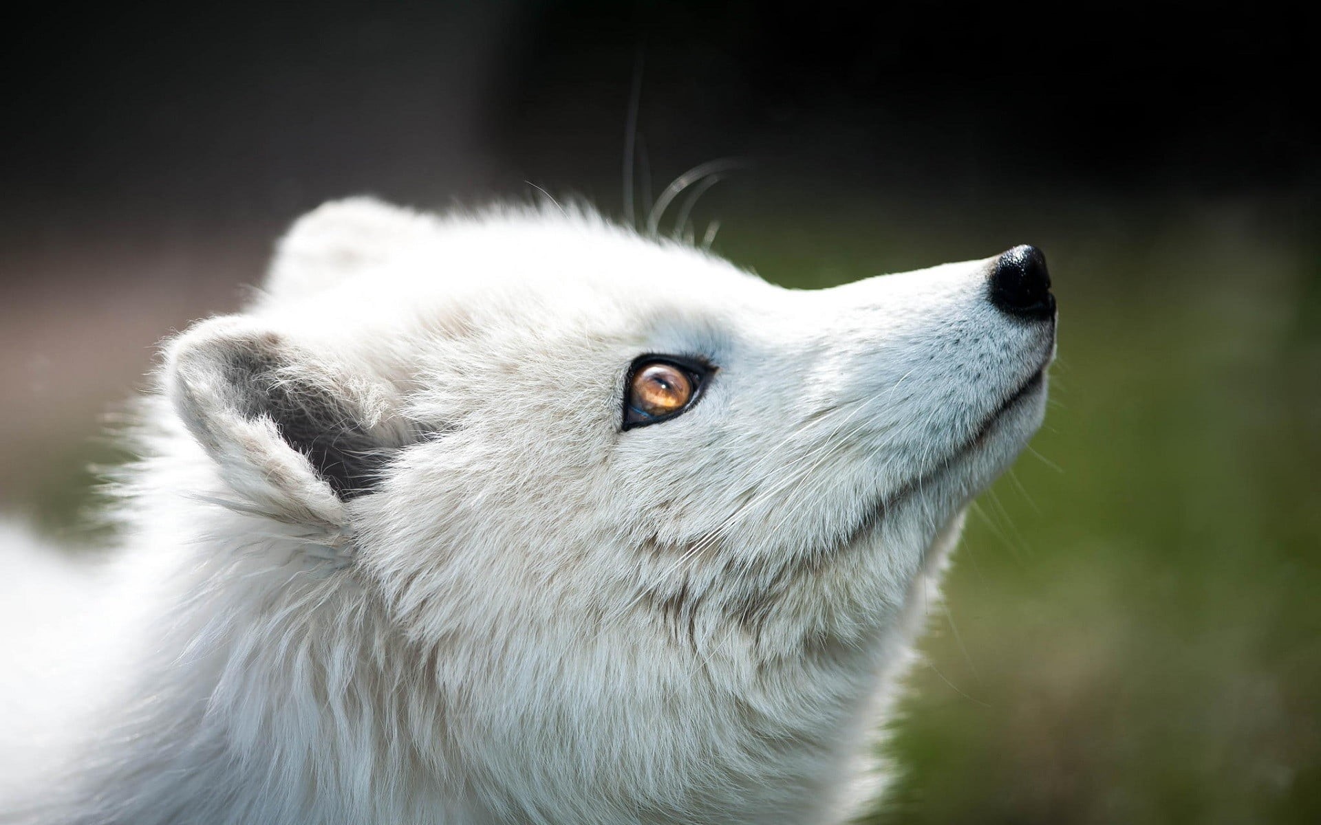 one animal, no people, mammal, pets, profile view, tabby, white color, animal head, dog, animal themes, close-up, looking up, domestic, arctic fox, vertebrate, HD Wallpaper
