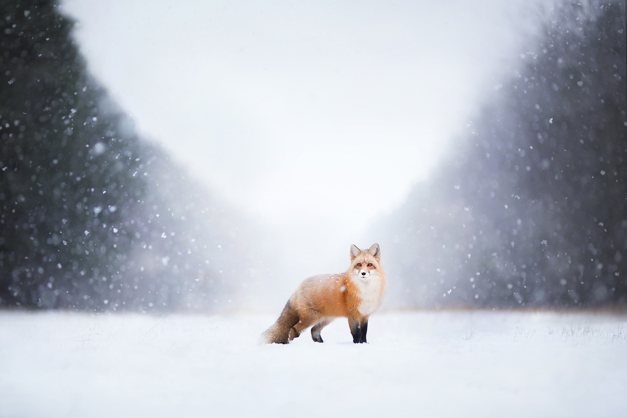 snow, herbivorous, one animal, animal wildlife, winter, portrait, blizzard, extreme weather, fox, looking at camera, pets, 1080P, domestic animals, animals in the wild, HD Wallpaper