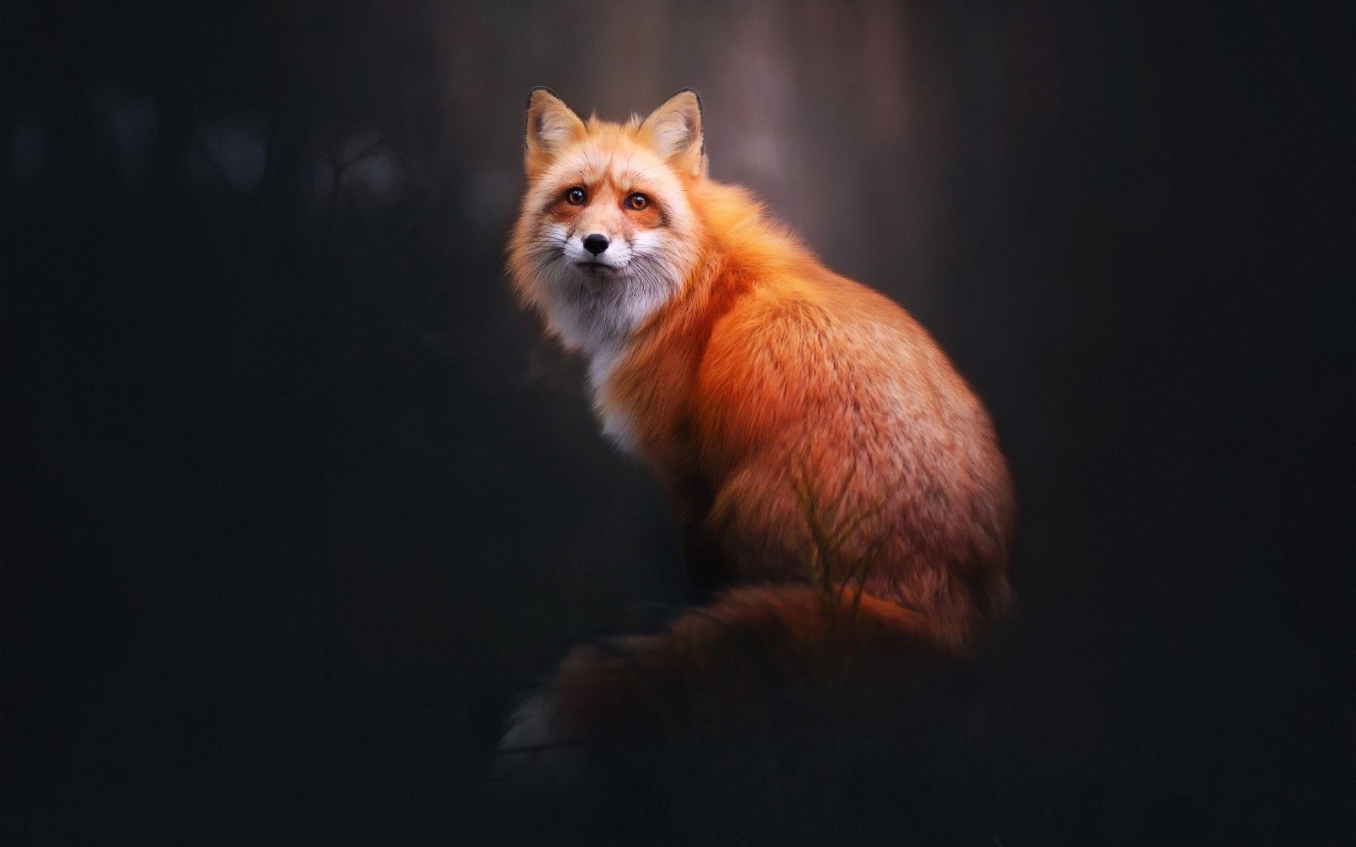 fox, 1080P, animals, mammals, blurred, simple background, HD Wallpaper