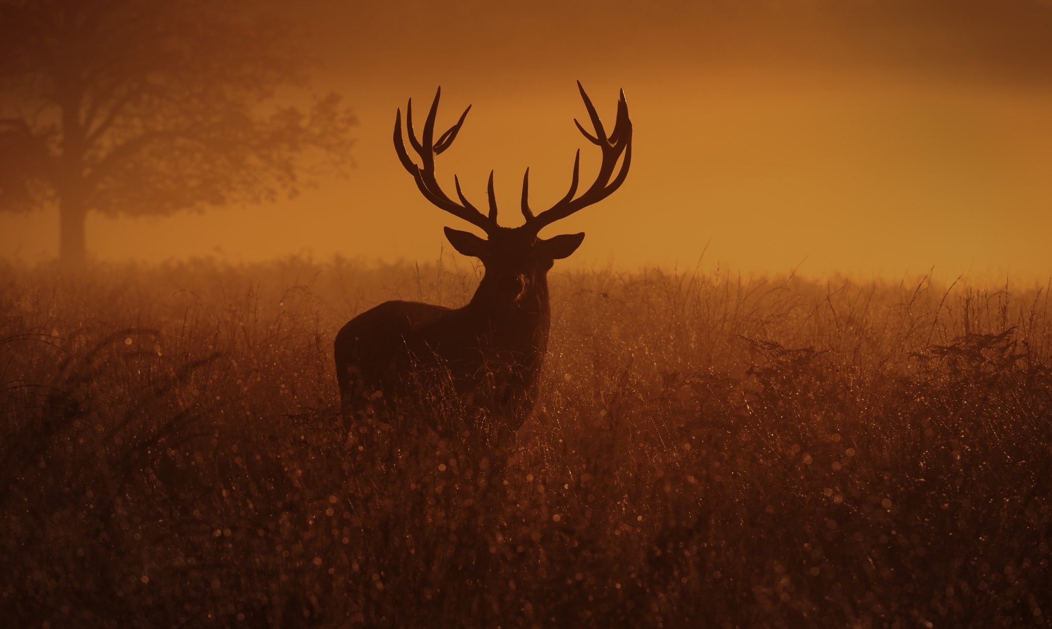 animal wildlife, brown, domestic animals, animal, mammal, sunset, looking at viewer, sky, deer, Inguna Plume, vertebrate, nature, animal themes, beauty in nature, HD Wallpaper