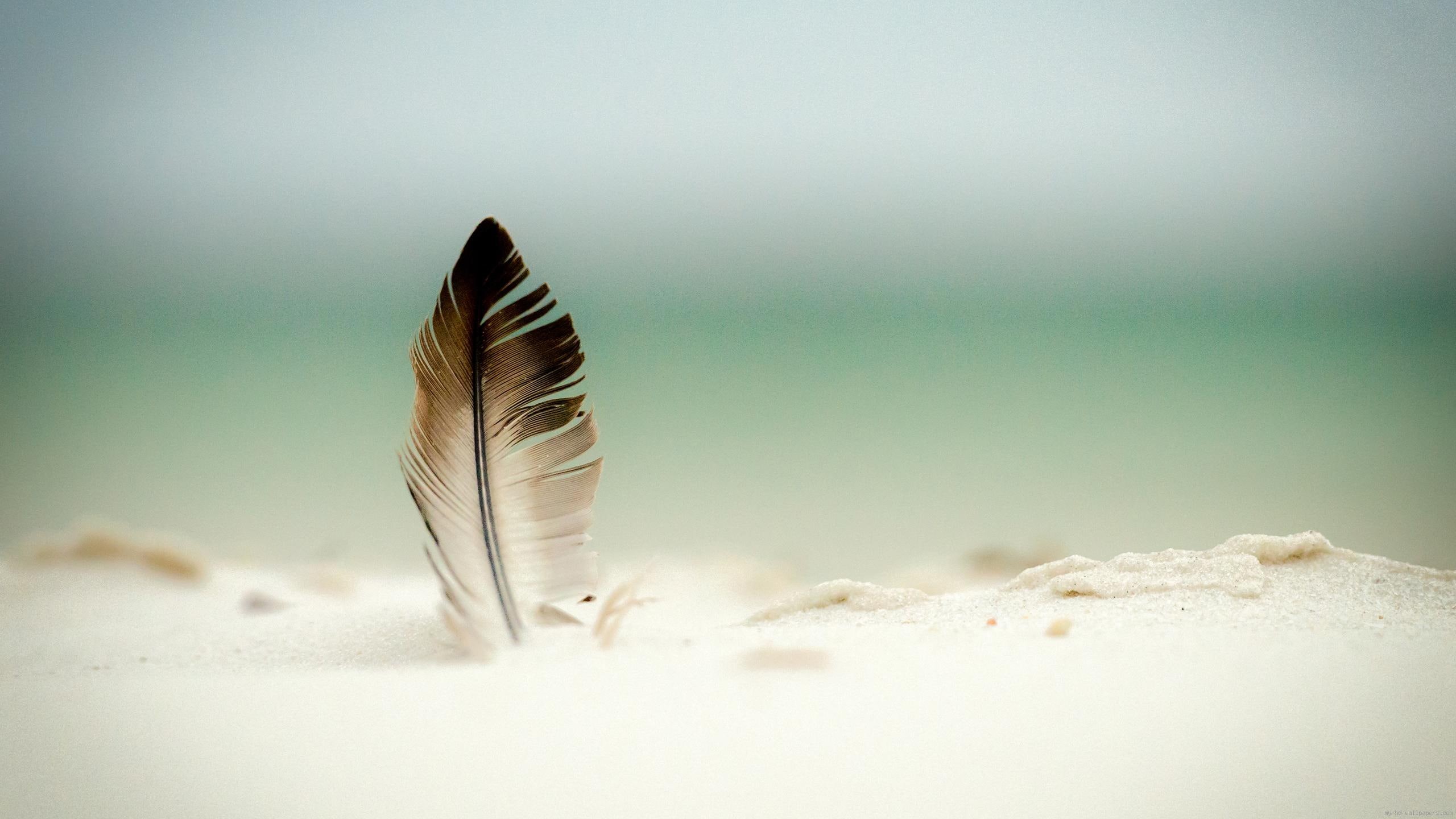black, feather, sand, stuck, nature, 2K, white, plume, HD Wallpaper