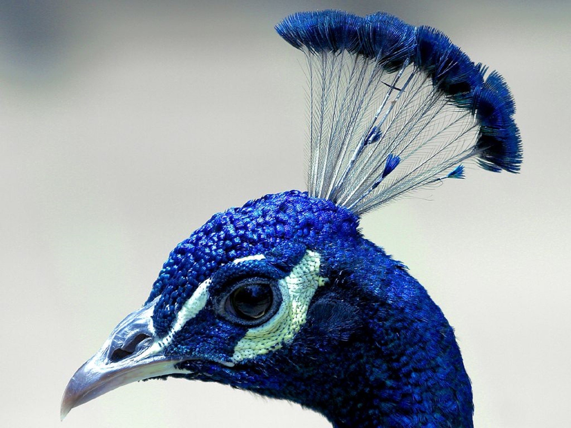 peacock, peacock feather, one animal, animal, close-up, day, plume, 1080P, nature, head, fowl, feather, bird, animal wildlife, vibrant, animals in the wild, HD Wallpaper